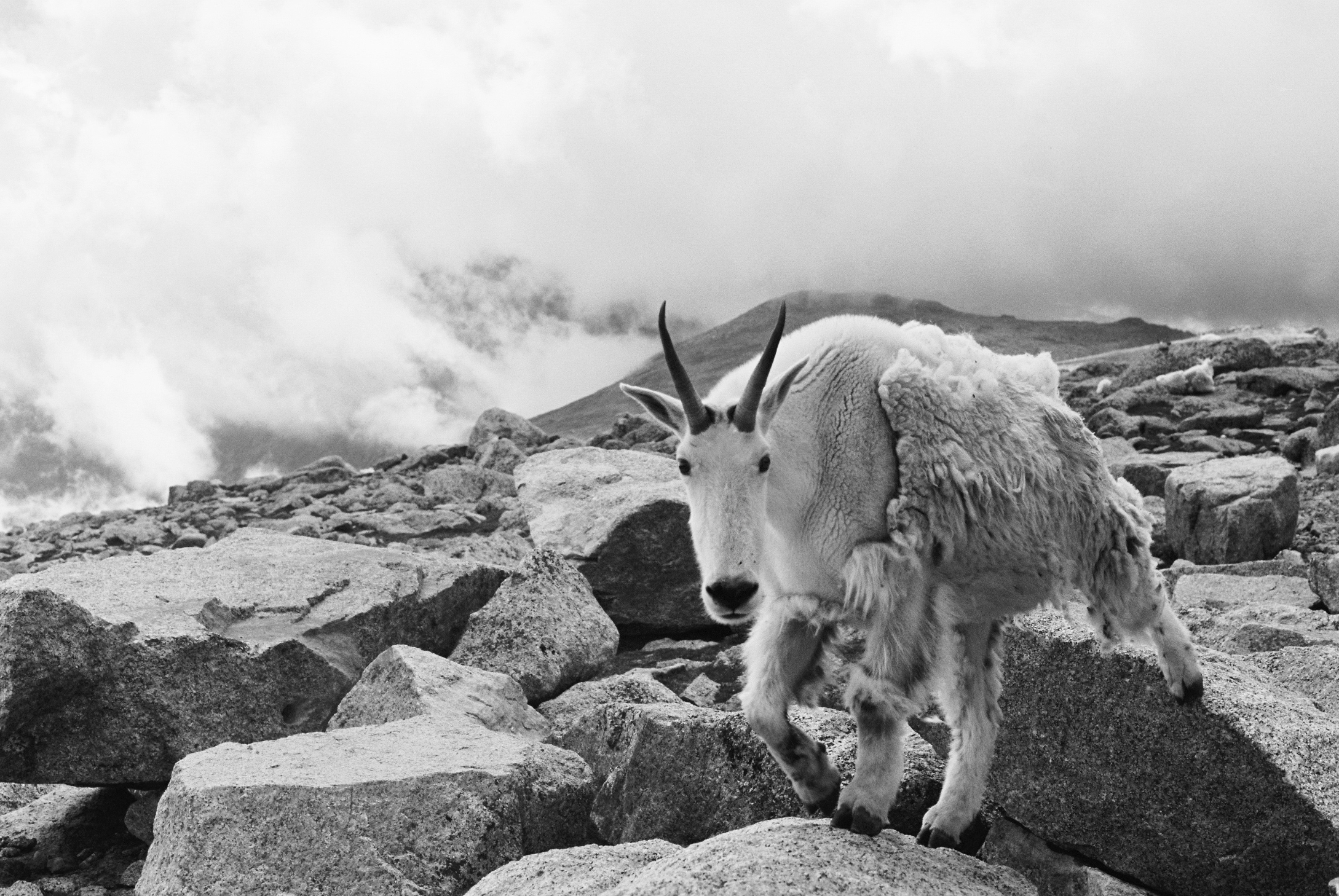 Mountain Goat Film Print