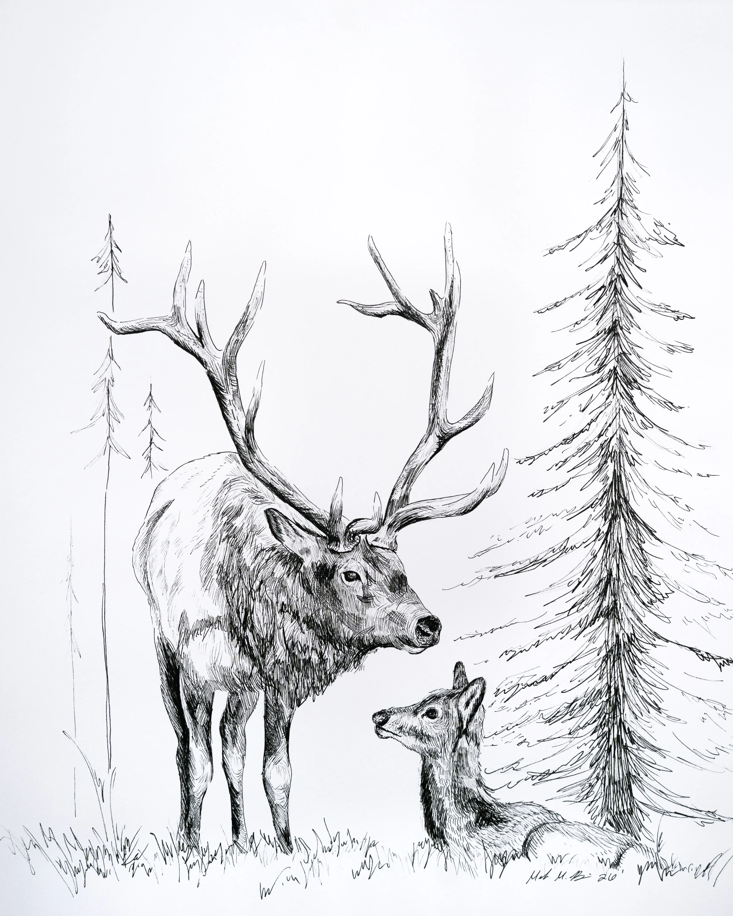Bull Elk and Calf Drawing Print