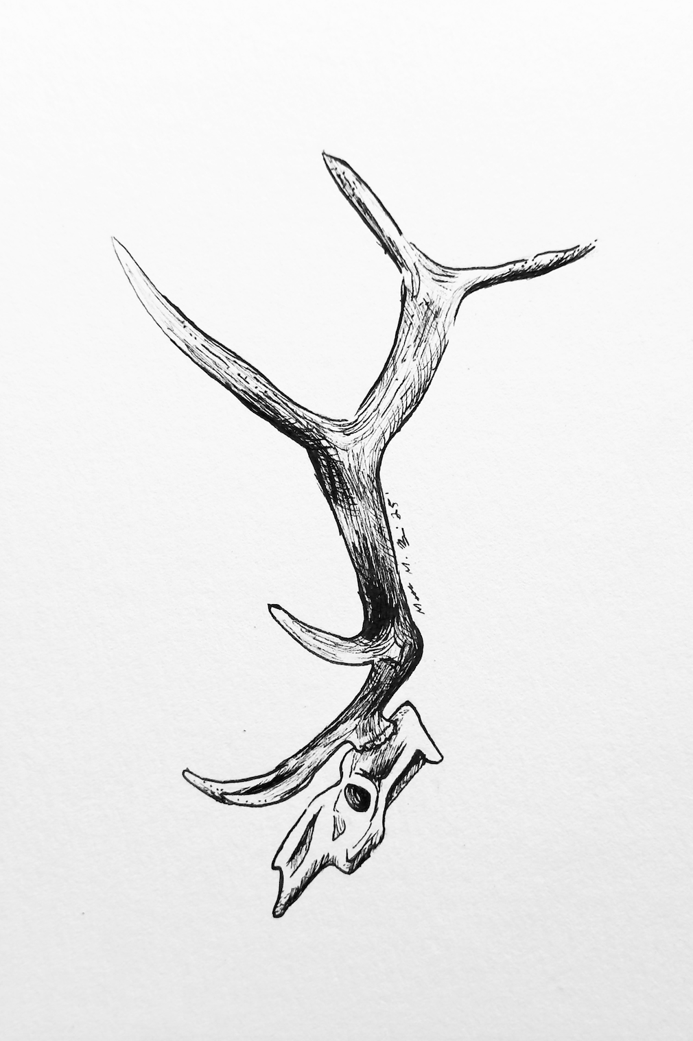 Elk Skull Drawing Print