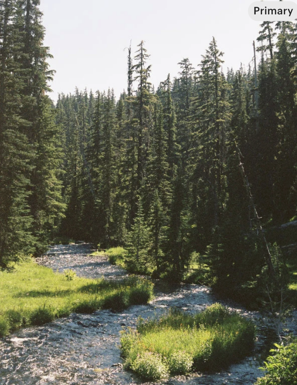 Oregon Forest Film Print