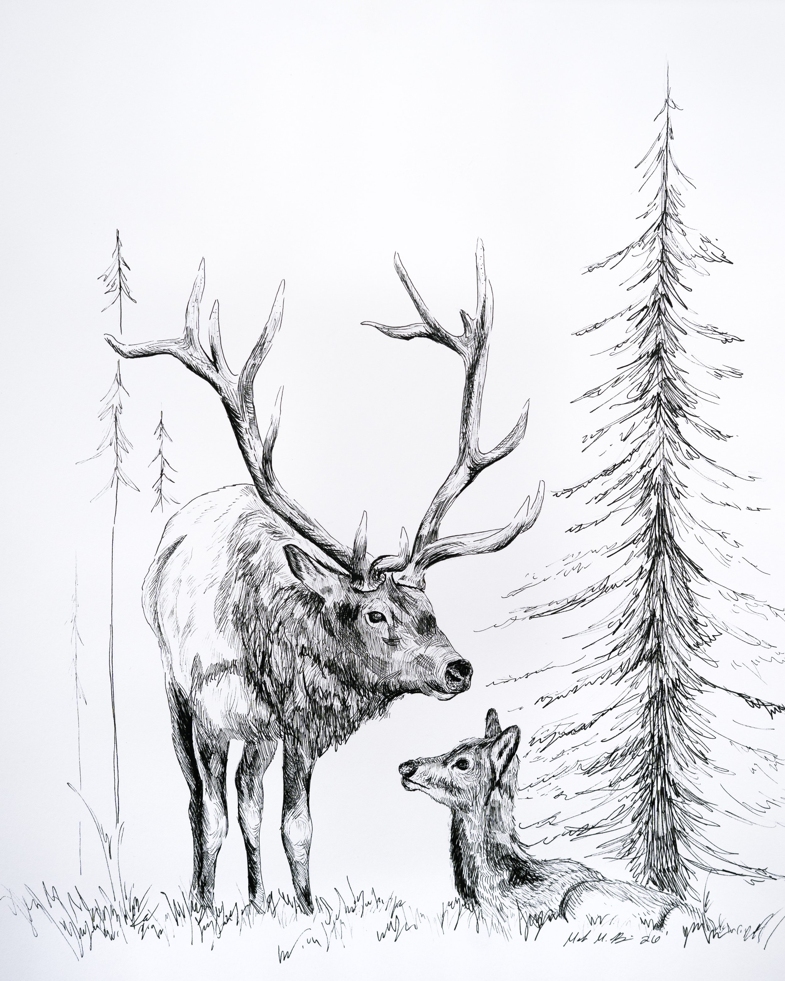 Bullelk+Calf.jpg
