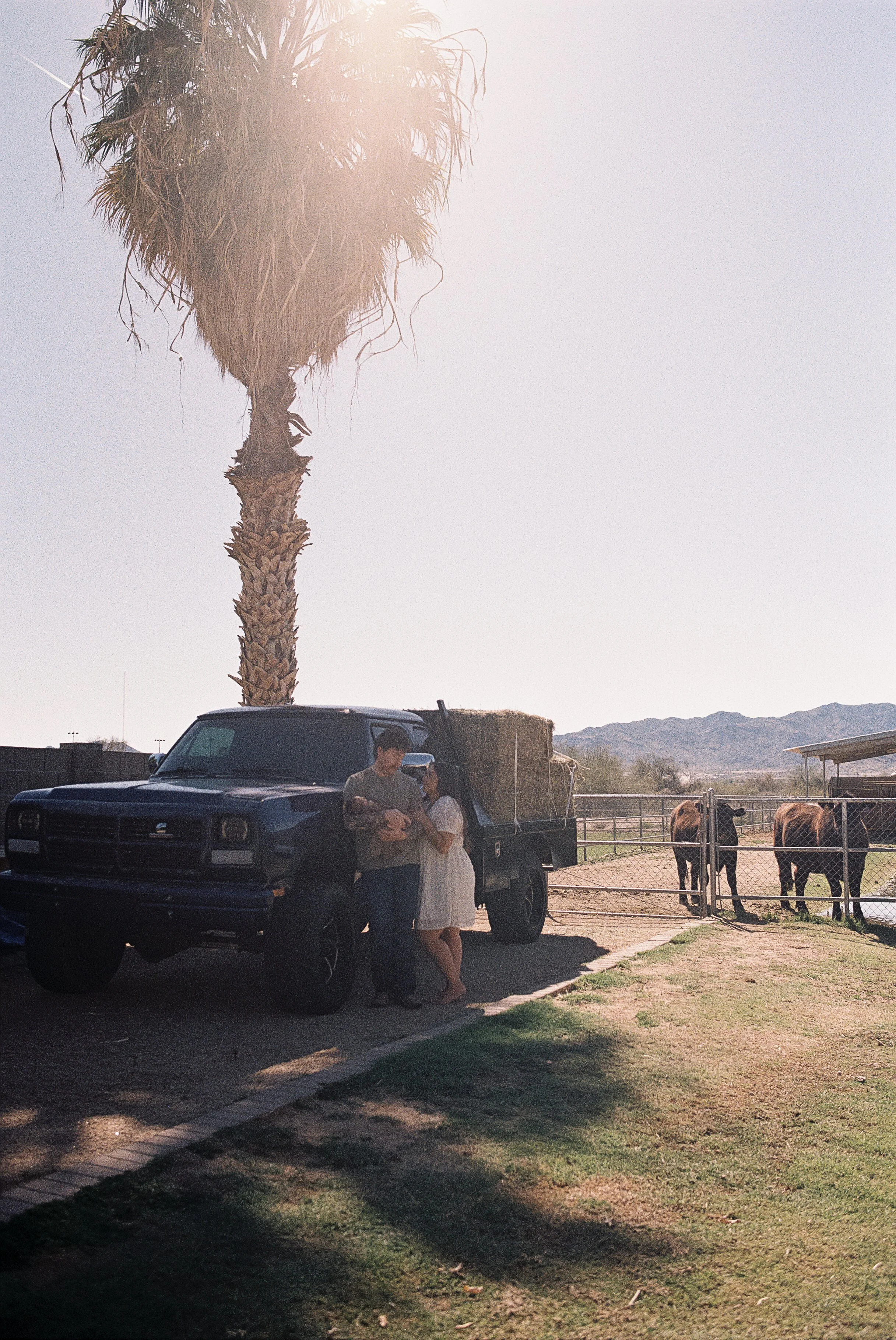 A couple stands beside a black truck in a rural setting with a large palm tree behind them. The woman wears a white dress, and the man wears a gray T-shirt. In the background, a fenced area contains several cows, with mountains and a clear sky in the