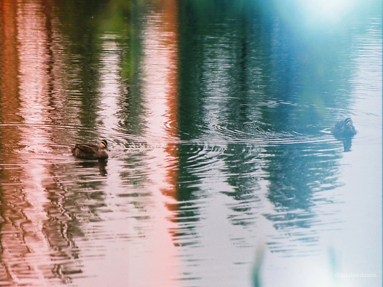 ducks of compainionship