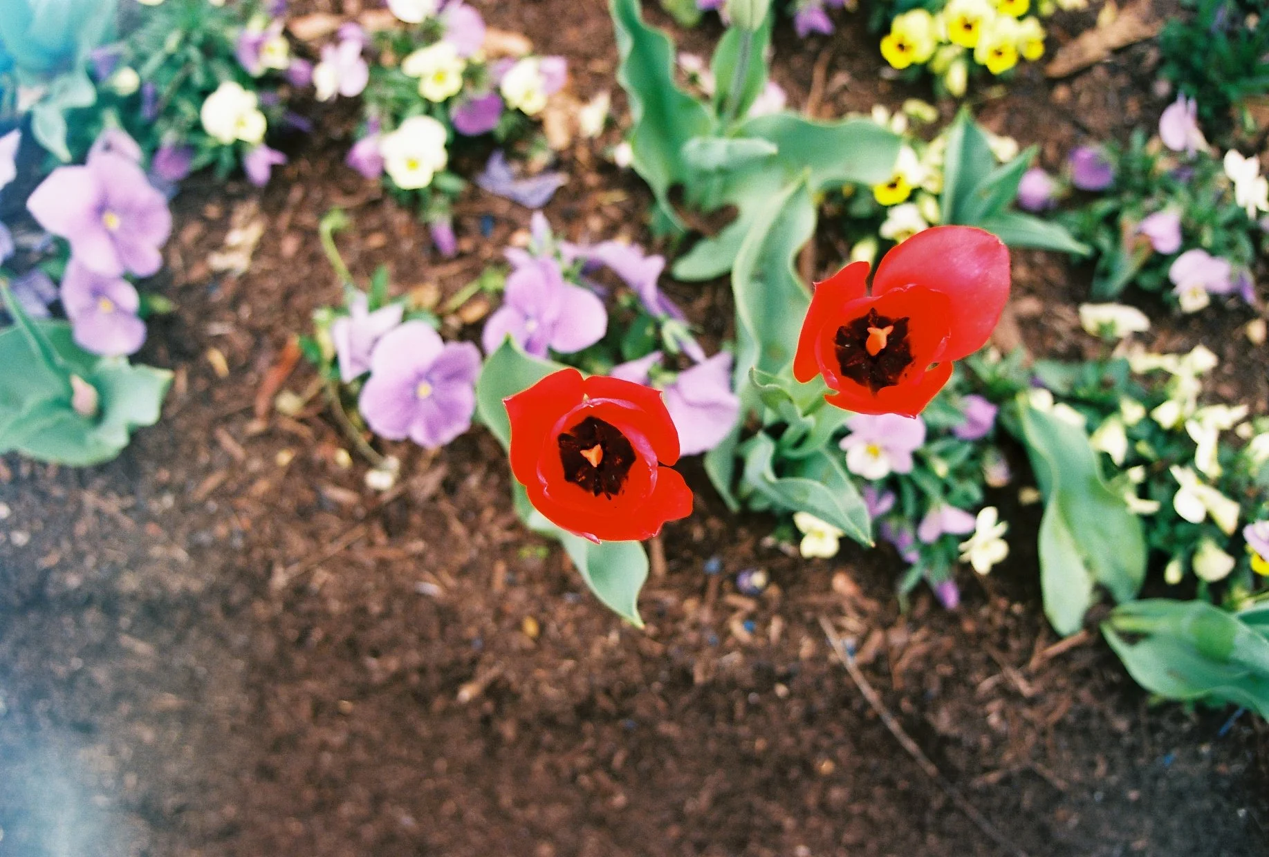 Close-up of two red tulips with dark centers in a garden bed surrounded by purple and yellow flowers and green leaves.