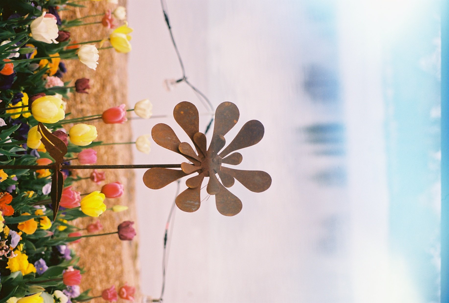 Metal flower decoration in front of a field of colorful tulips with a blue sky in the background.