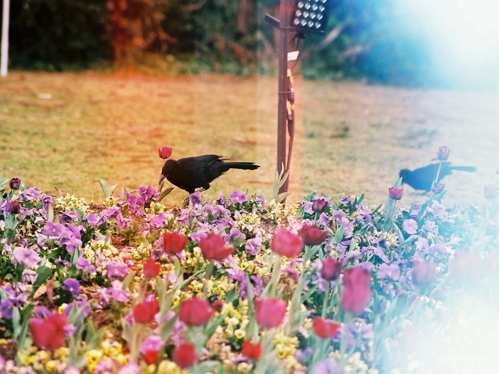 blackbird, interrupted spring