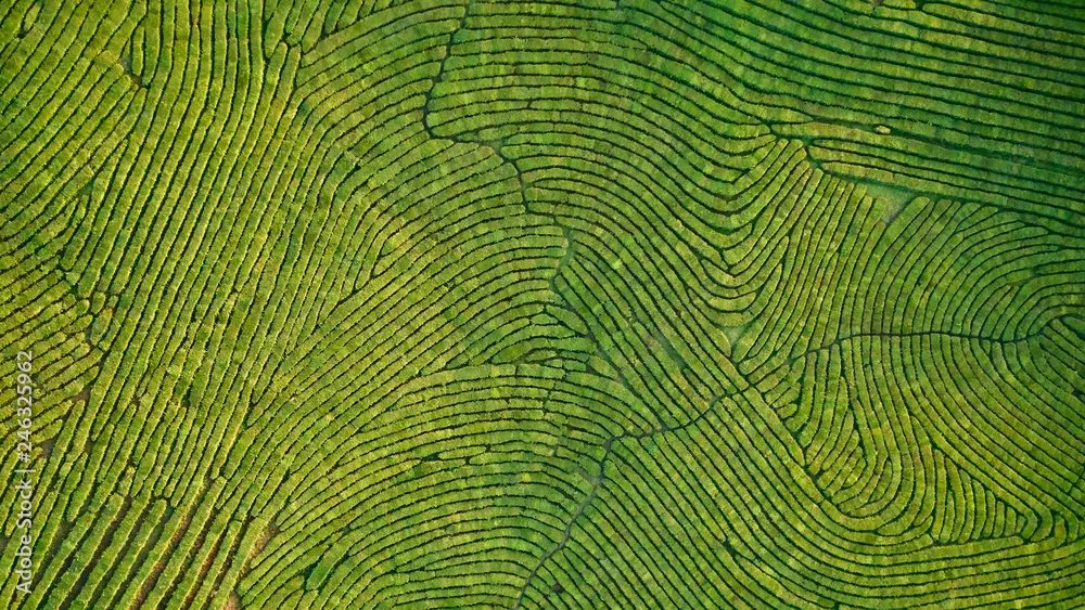 Aerial view of evenly spaced green terraced rice paddies with narrow pathways and a small water channel.