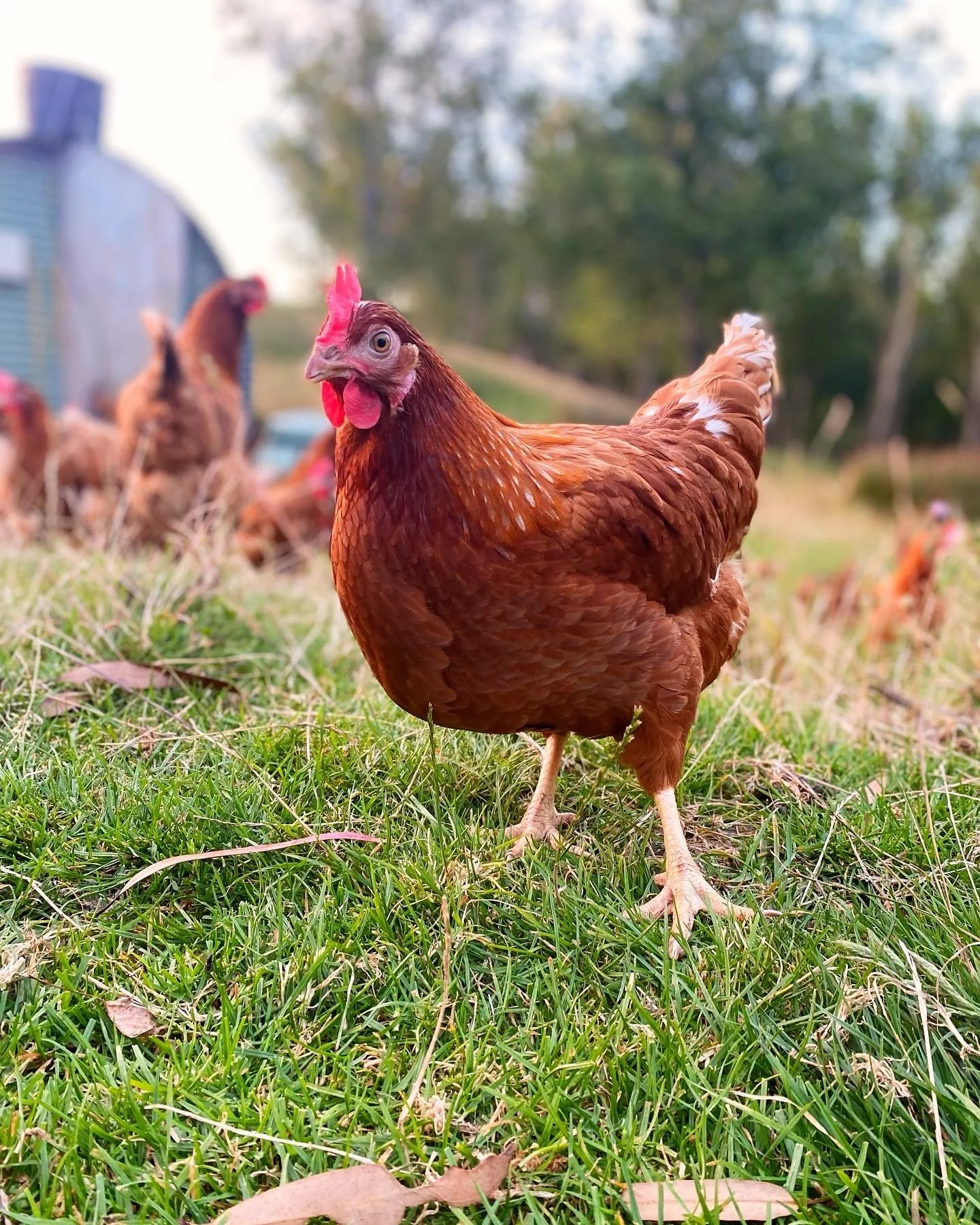 Point of lay pullets
