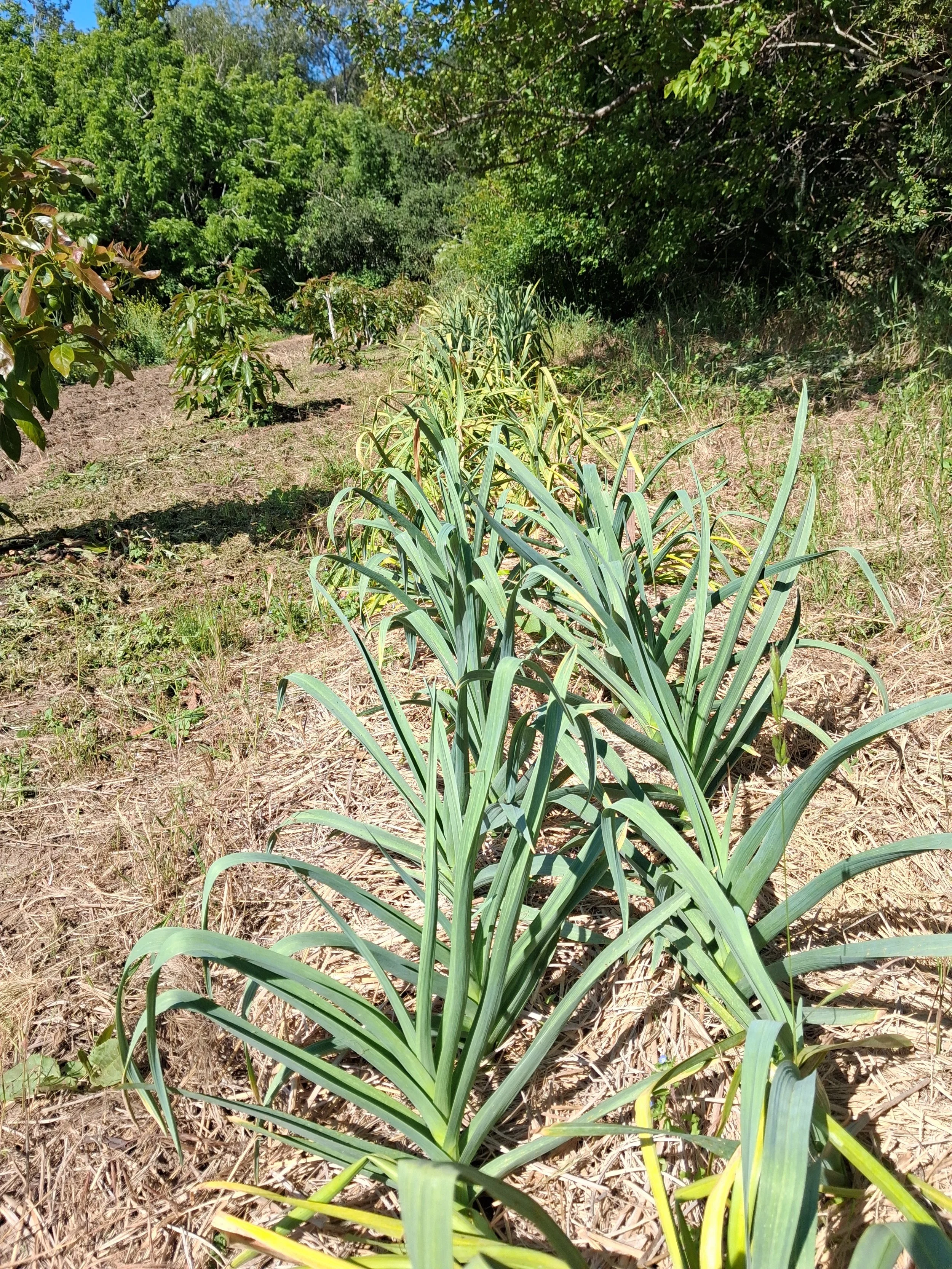 This is our garlic planting intercropped with fruit trees. We incorporate ecological diversity and agroforestry into our farming practices.