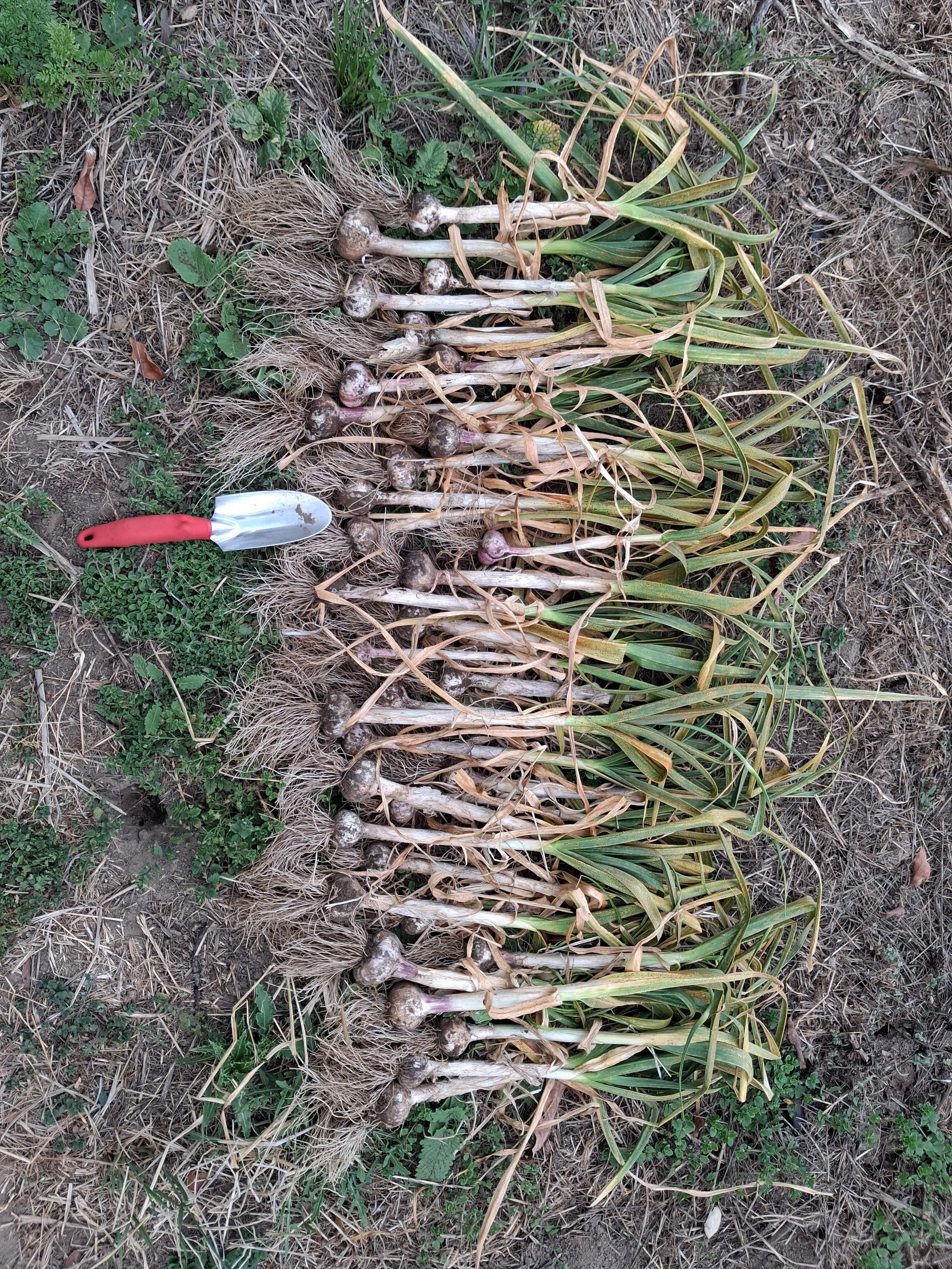 This harvest of Red Sulmona was so successful, the bulbs of this Creole type did so well in the central west coast despite some infection with garlic rust. As we continue replanting in Santa Cruz the strain will continue to adapt to local conditions.