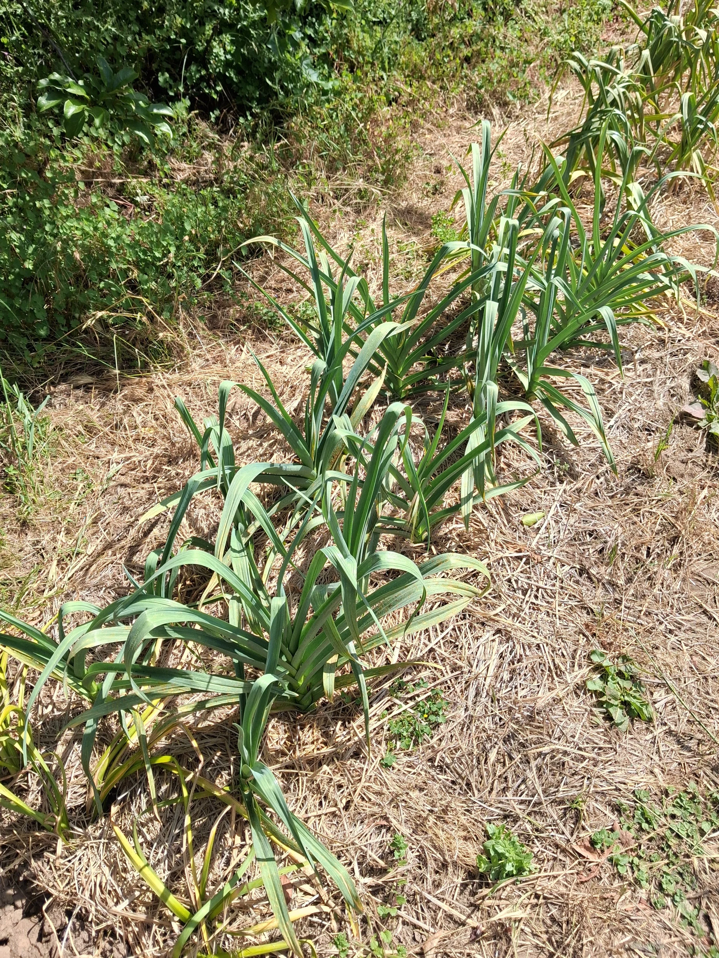 Green plants growing in dry soil along a dirt path with bushes in the background.