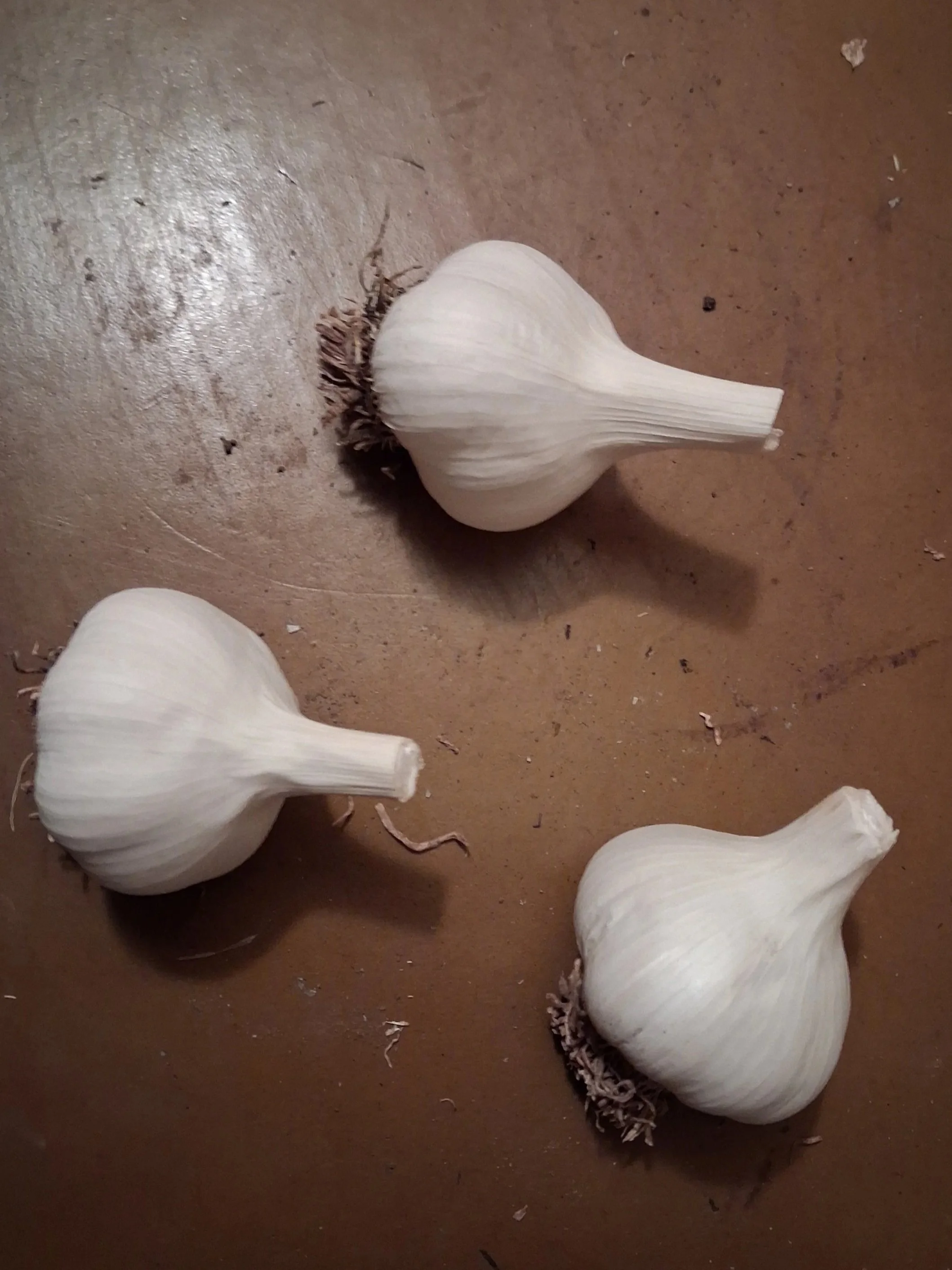 These Carpathian garlic bulbs are one of the specialty varieties grown by Santa Cruz Garlic. We choose varieties with great performance in warm and coastal regions, as well as exceptional flavor.