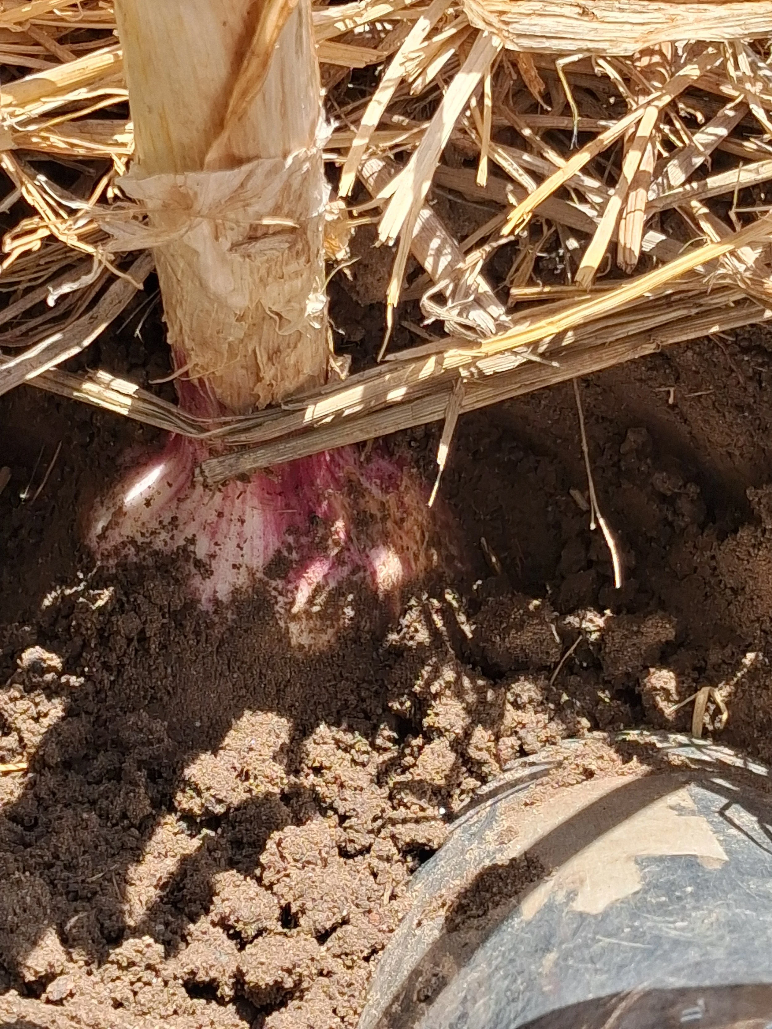 This Italian garlic variety, Aglio Rosso di Sulmona, is one of the diverse strains of garlic grown by Santa Cruz Garlic. We have mulched plants with straw to protect the soil.