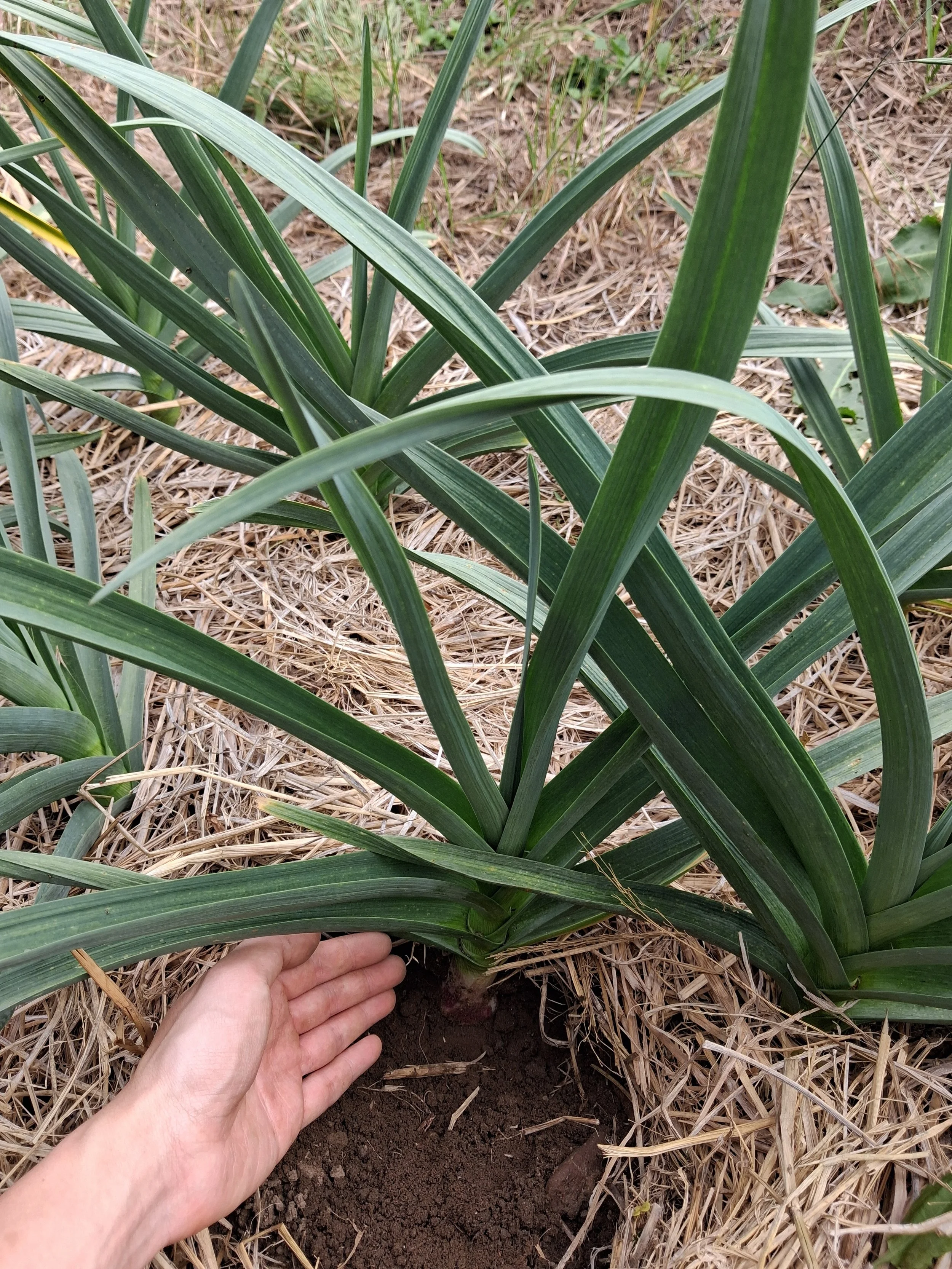 These garlic plants are growing healthy utilizing organic practices, they have good resistance to garlic rust.