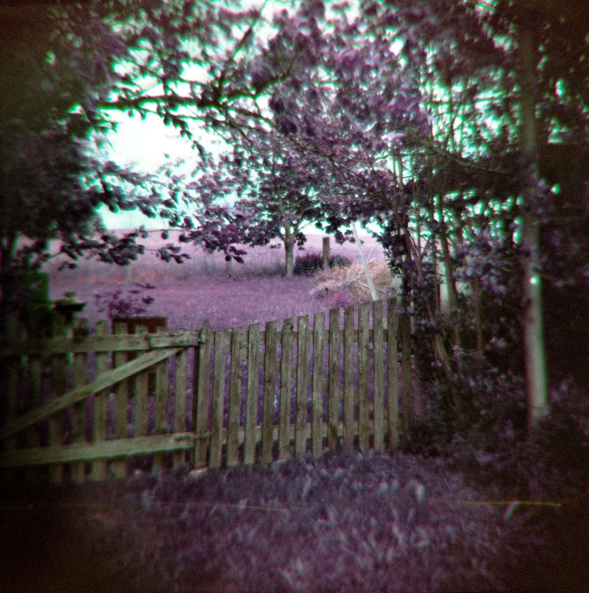 16_2026_DianaF+_LomoPurple200-12.jpg