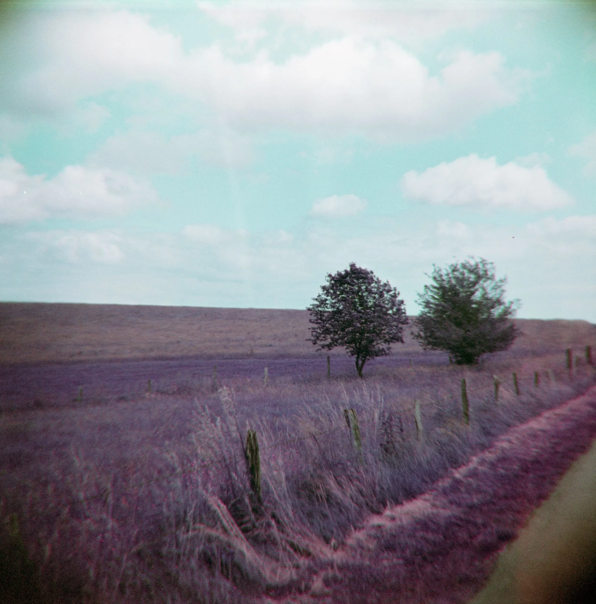 16_2026_DianaF+_LomoPurple200-5.jpg