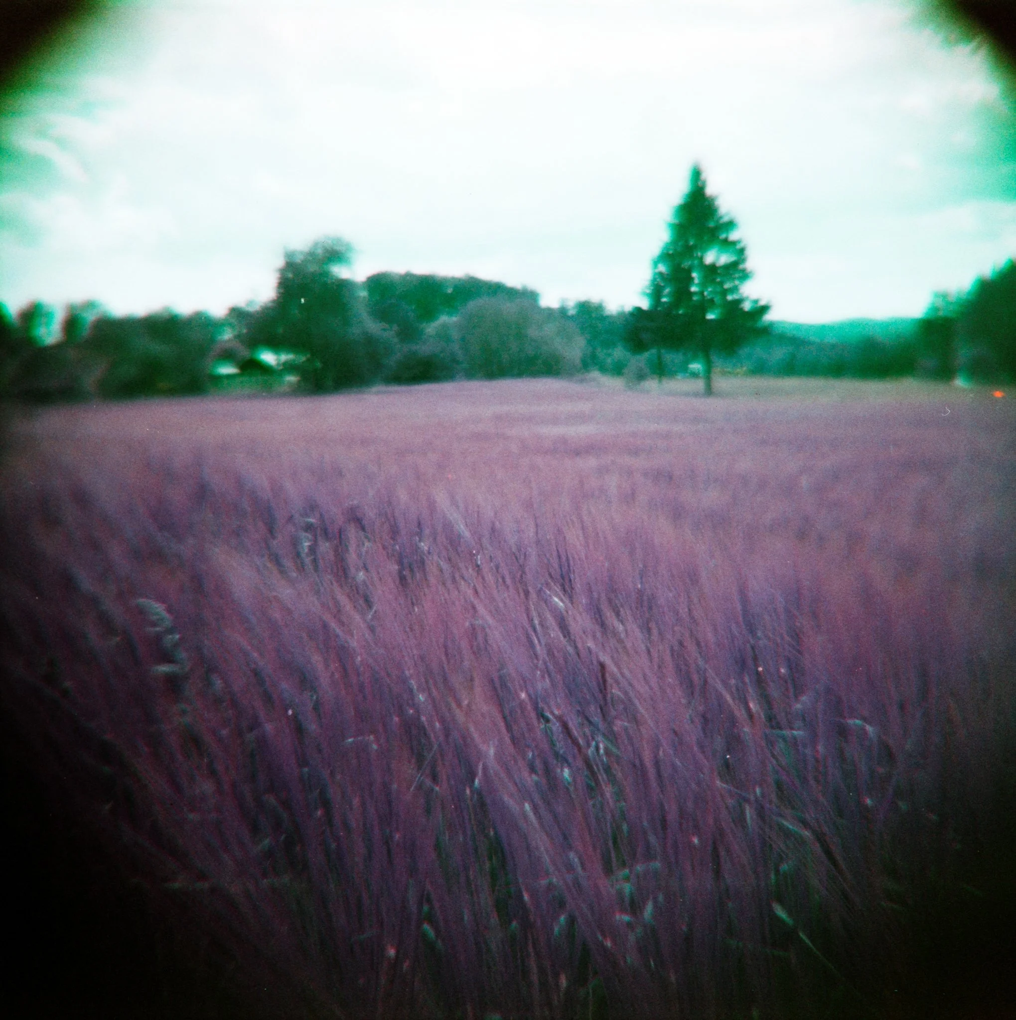 16_2026_DianaF+_LomoPurple200-9.jpg