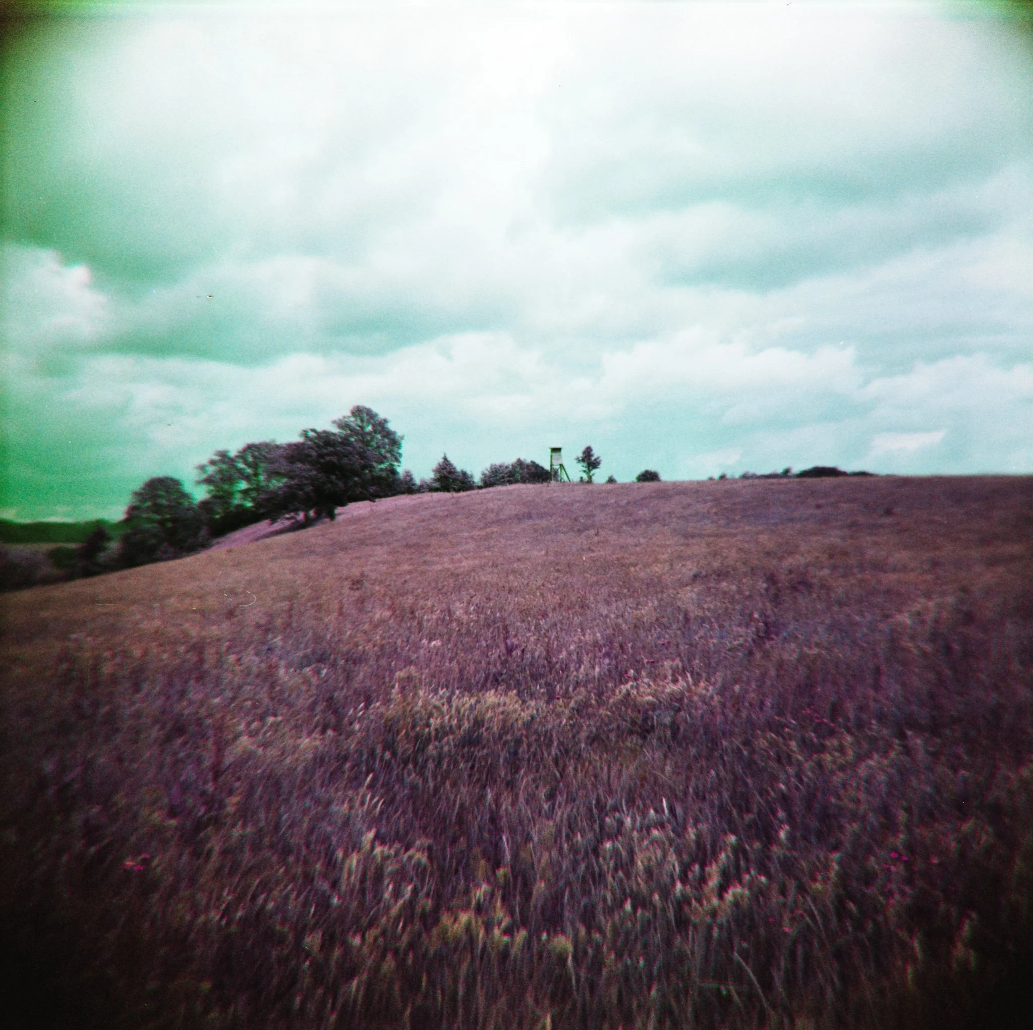 16_2026_DianaF+_LomoPurple200-6.jpg