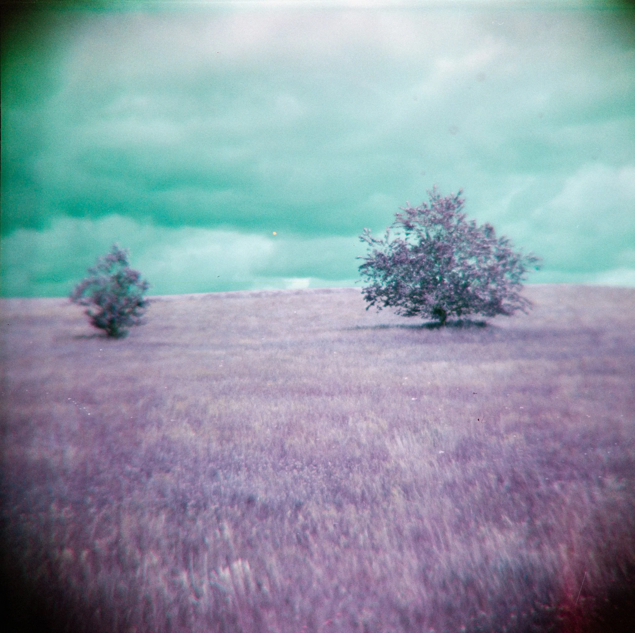 16_2026_DianaF+_LomoPurple200-11.jpg