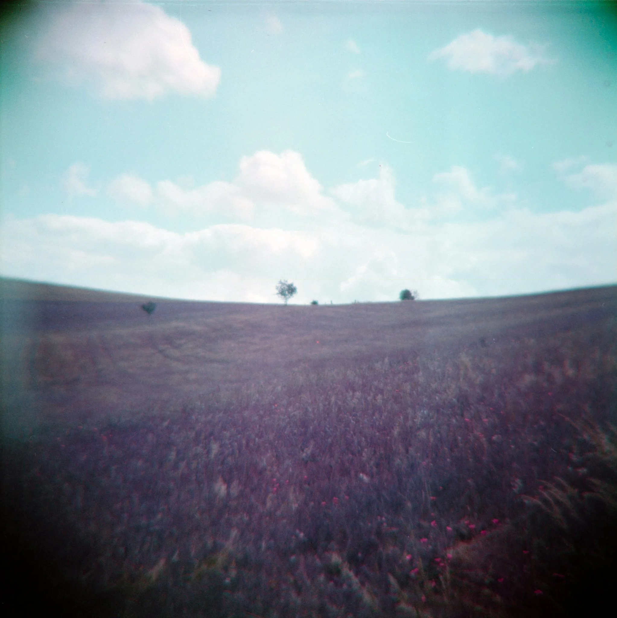 16_2026_DianaF+_LomoPurple200-3.jpg