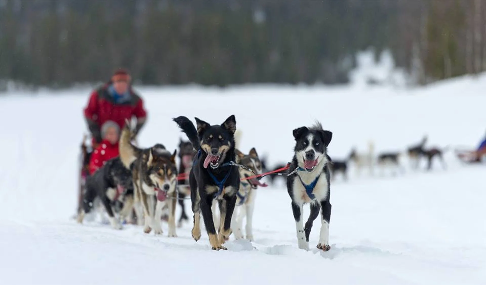 imgi_105_sleddod-adventure.jpg