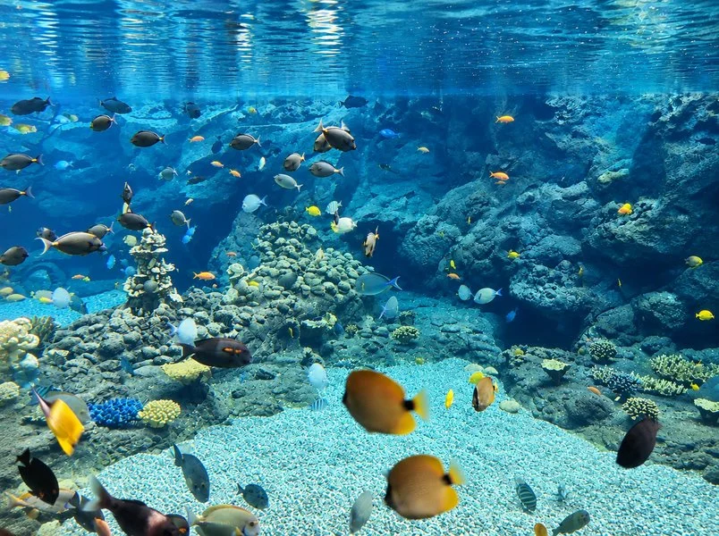 Rainbow Reef at Aulani, A Disney Resort &amp; Spa