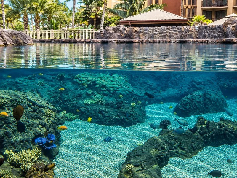 Rainbow Reef at Aulani, A Disney Resort &amp; Spa