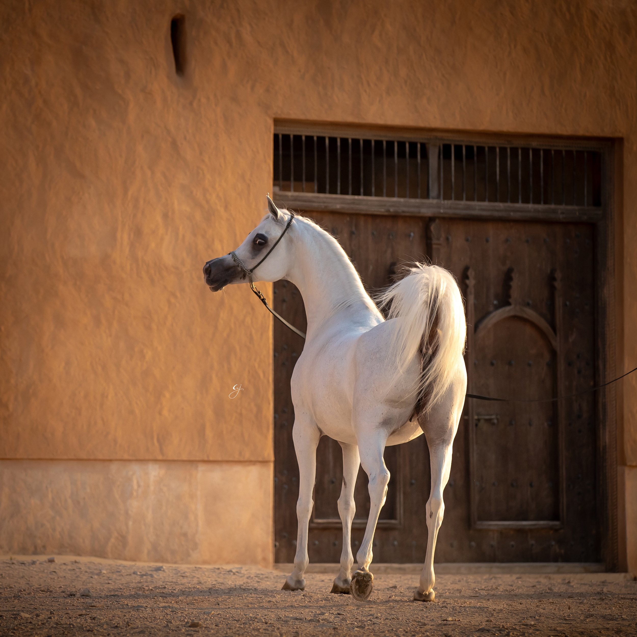 A white Arabian mare Zawaher Fila