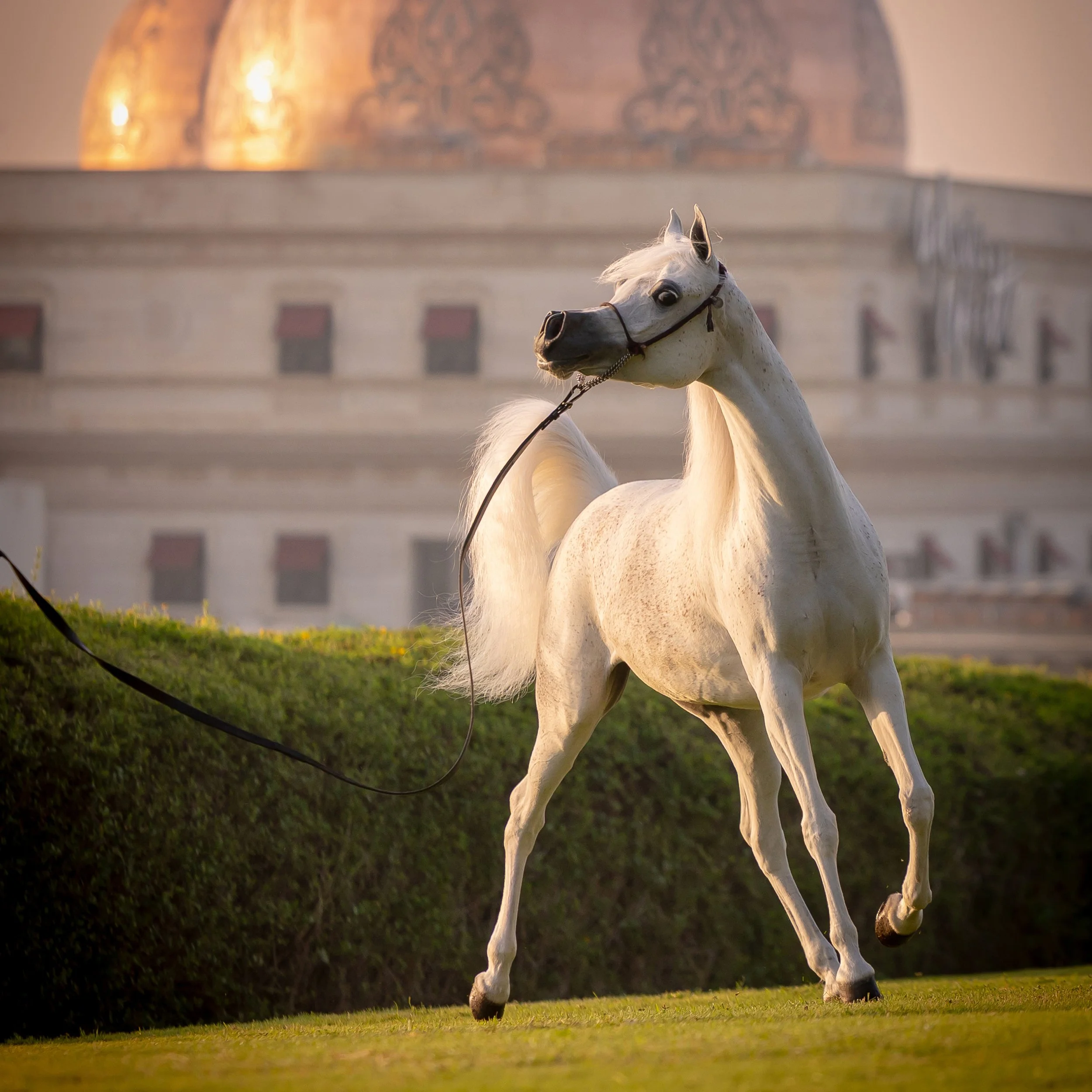 White Arabian mare Sawari Al Rayyan posing at sunrise
