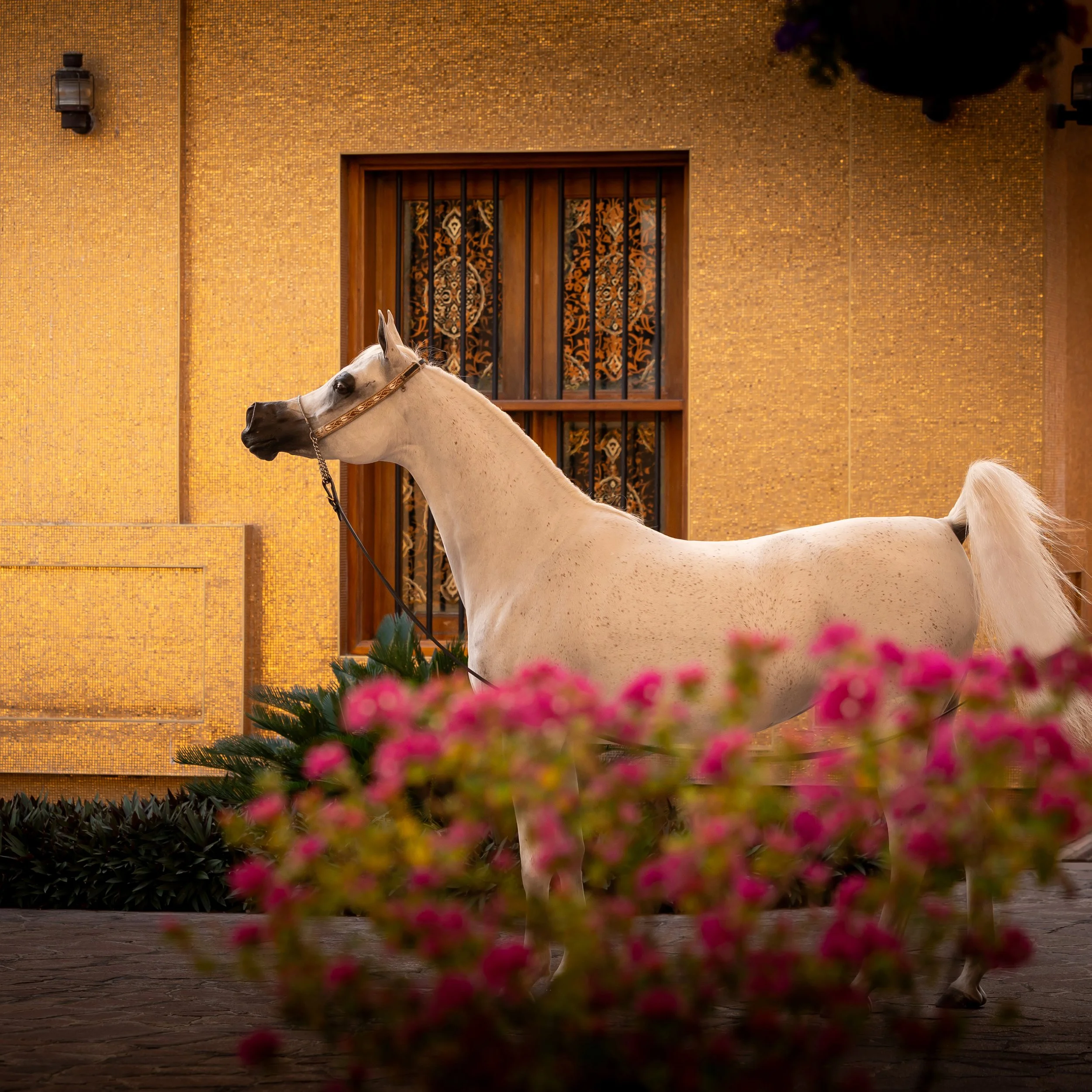 White mare Safiya Al Rayyan in front of a golden wall with pink flowers in the foreground, and warm lighting.