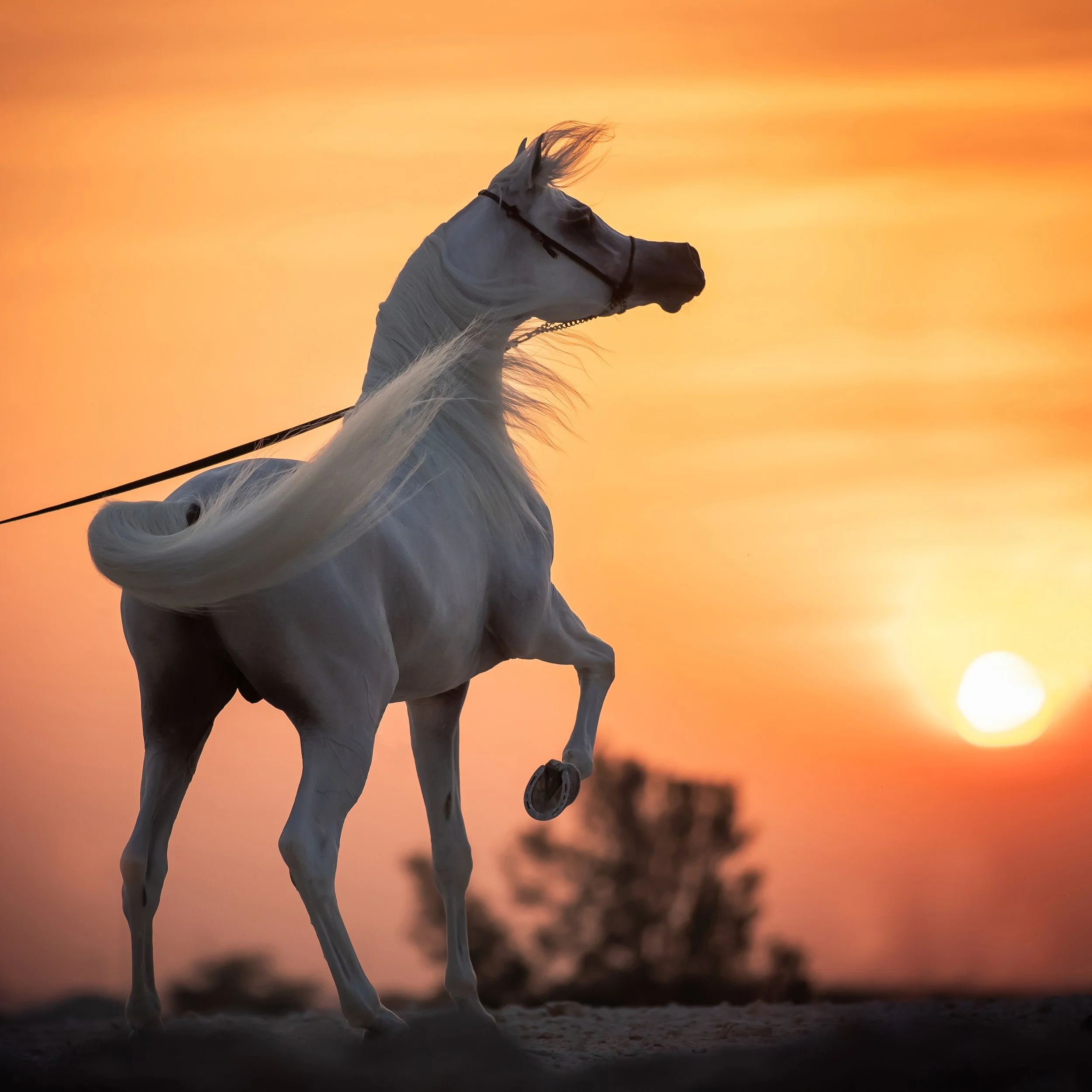 A white horse Ghazal Al Waab with a flowing mane stands against a colorful sunset sky.