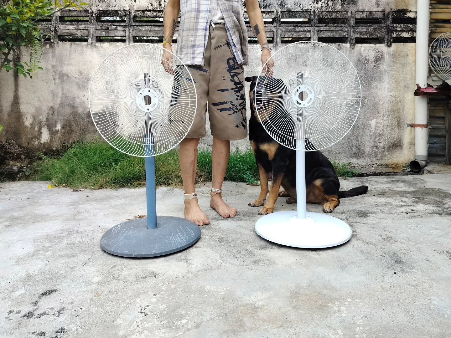 Visited my dear friend on Sunday and we collaborated on this impromptu photo series. FeaturingJunior Ong, seen here with her "Blowing in the Wind" (2026) readymade sculpture and Tobie. Also pictured  is her "Fresh Air" (2026) gard
