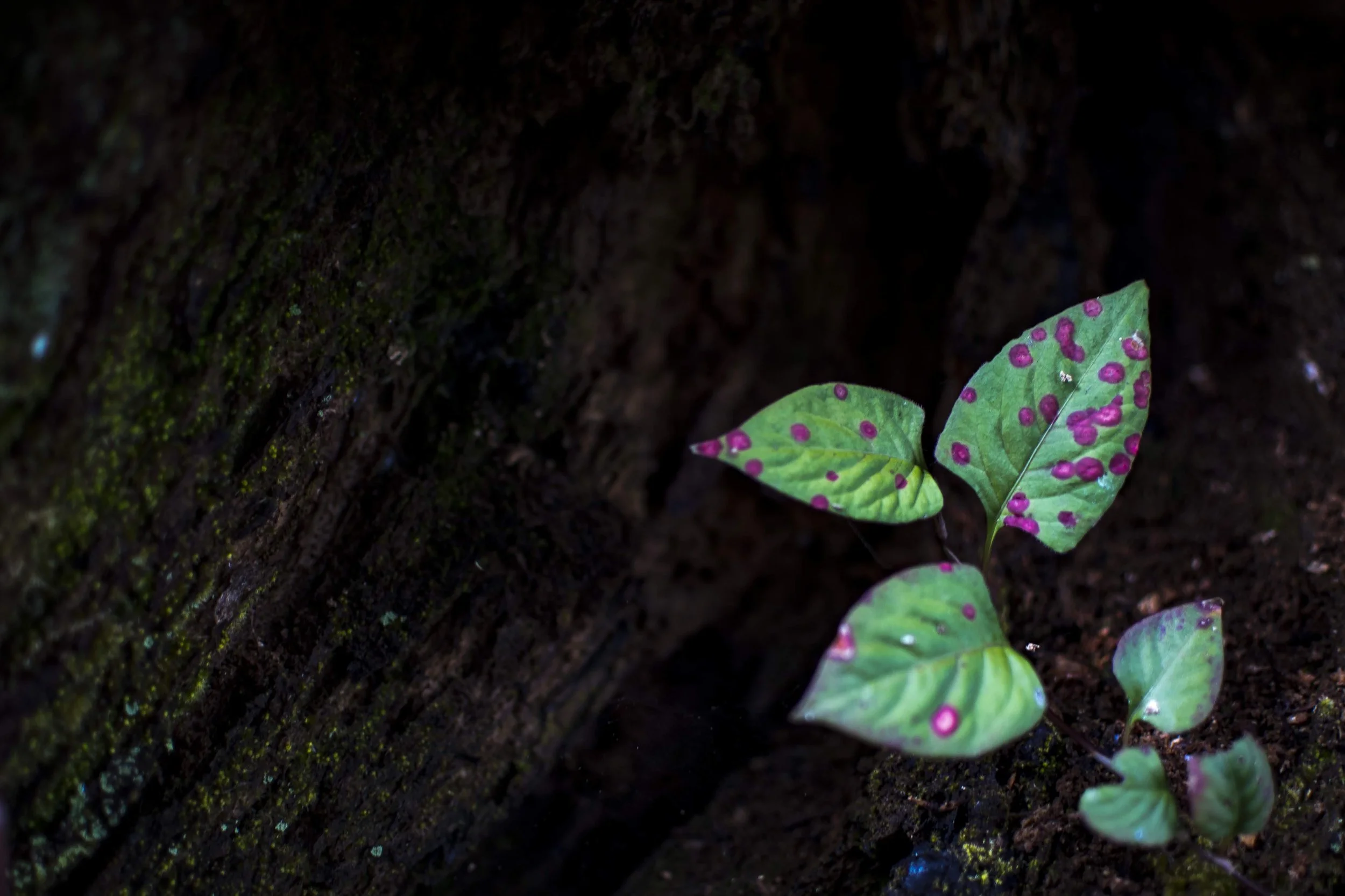 Close-up image of green leaves with pink spots growing on dark, textured soil.