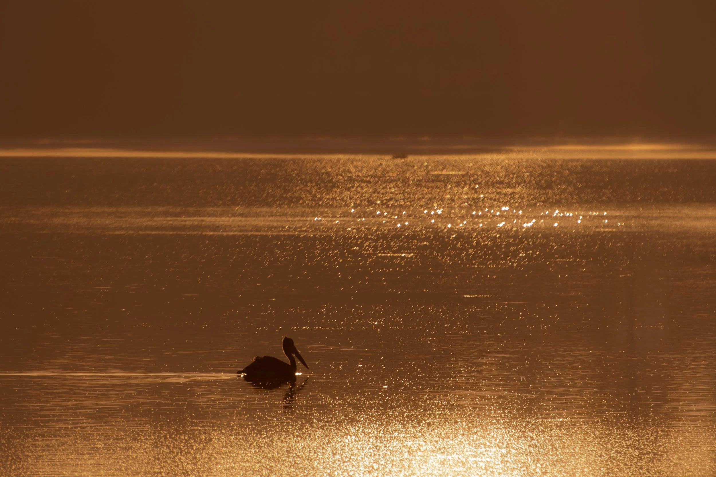 Silhouette of a bird on a branch in front of a shimmering Jakkur Lake at sunset, with warm golden tones across the sky and water.