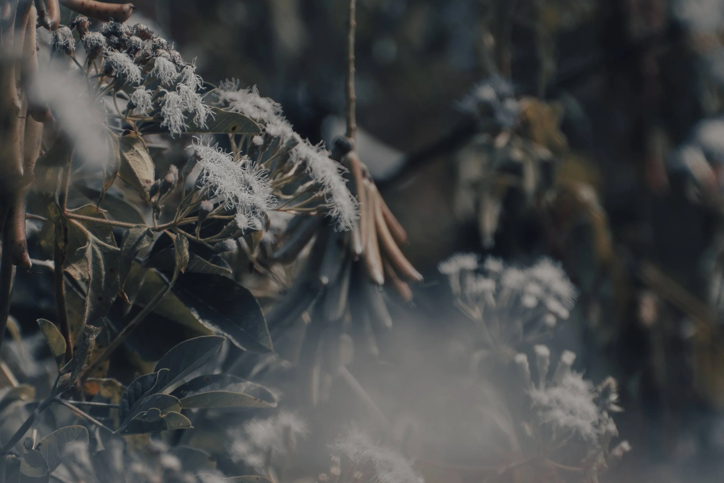 Close-up of frosted and icy leaves on a branch in a cold environment.