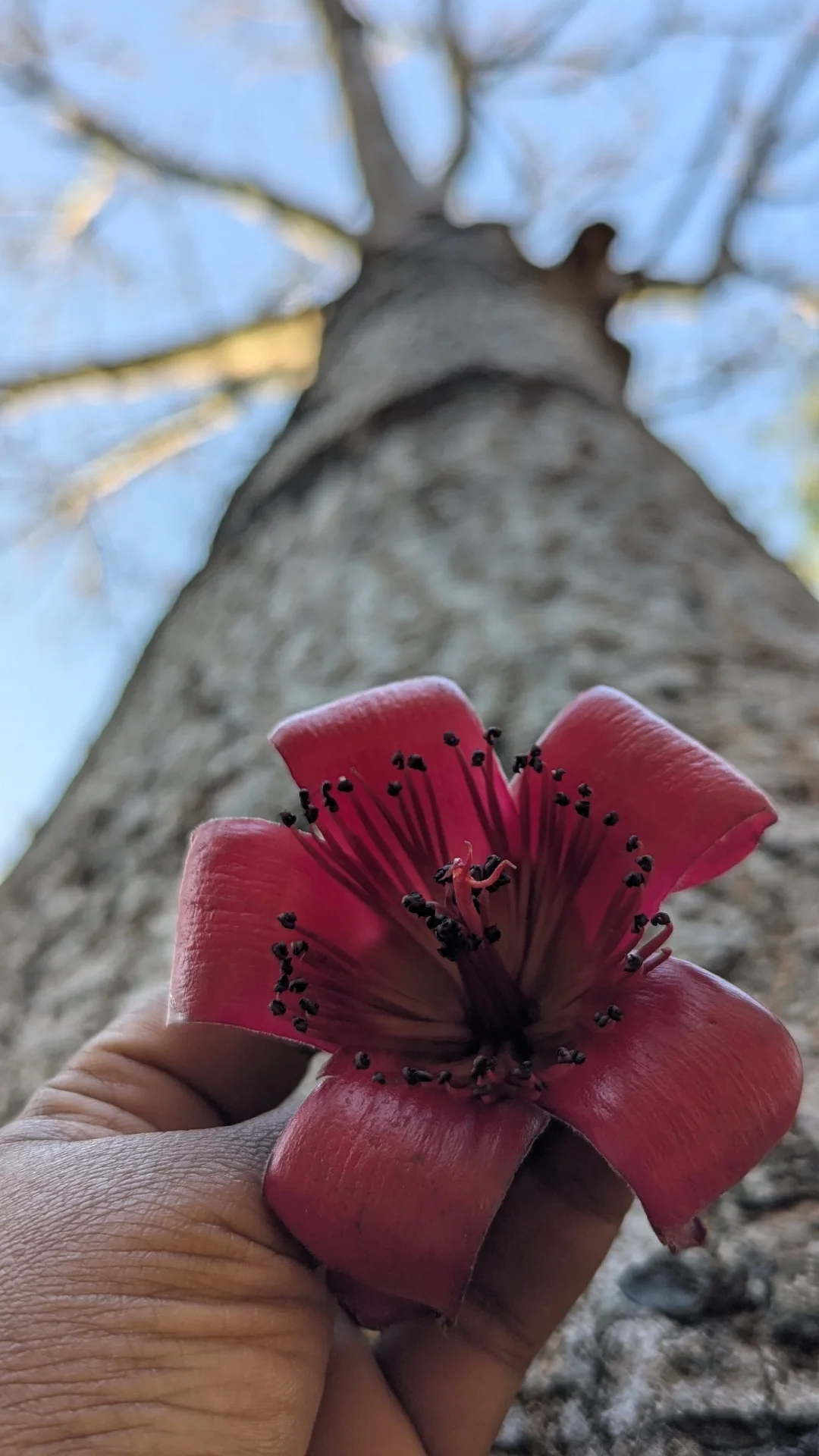 Close-up of a Red Silk Cotton Flower in Cubbon Park with black stamens being held against the trunk of a tall tree, with a background of blue sky and bare tree branches.