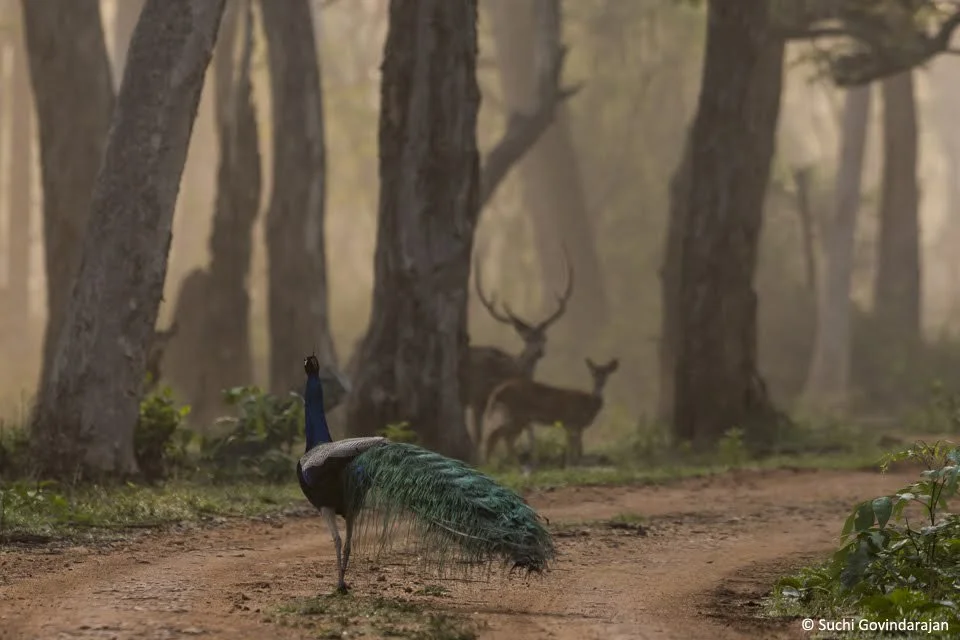 A peacock standing on a dirt path in Kabini forest, with trees and two deer in the background.