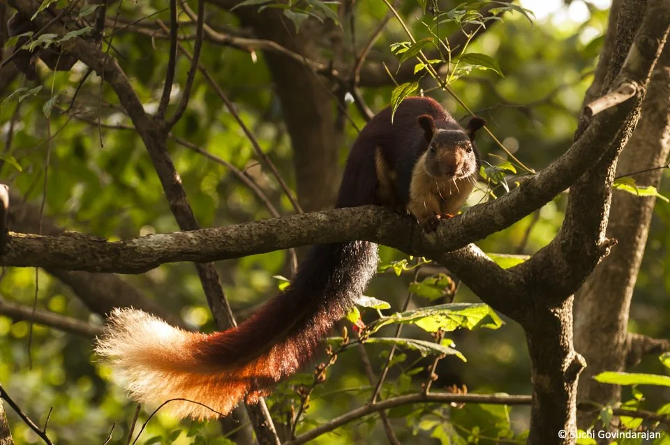 A Malabar Giant Squirrel with a bushy tail sitting on a tree branch surrounded by green leaves.
