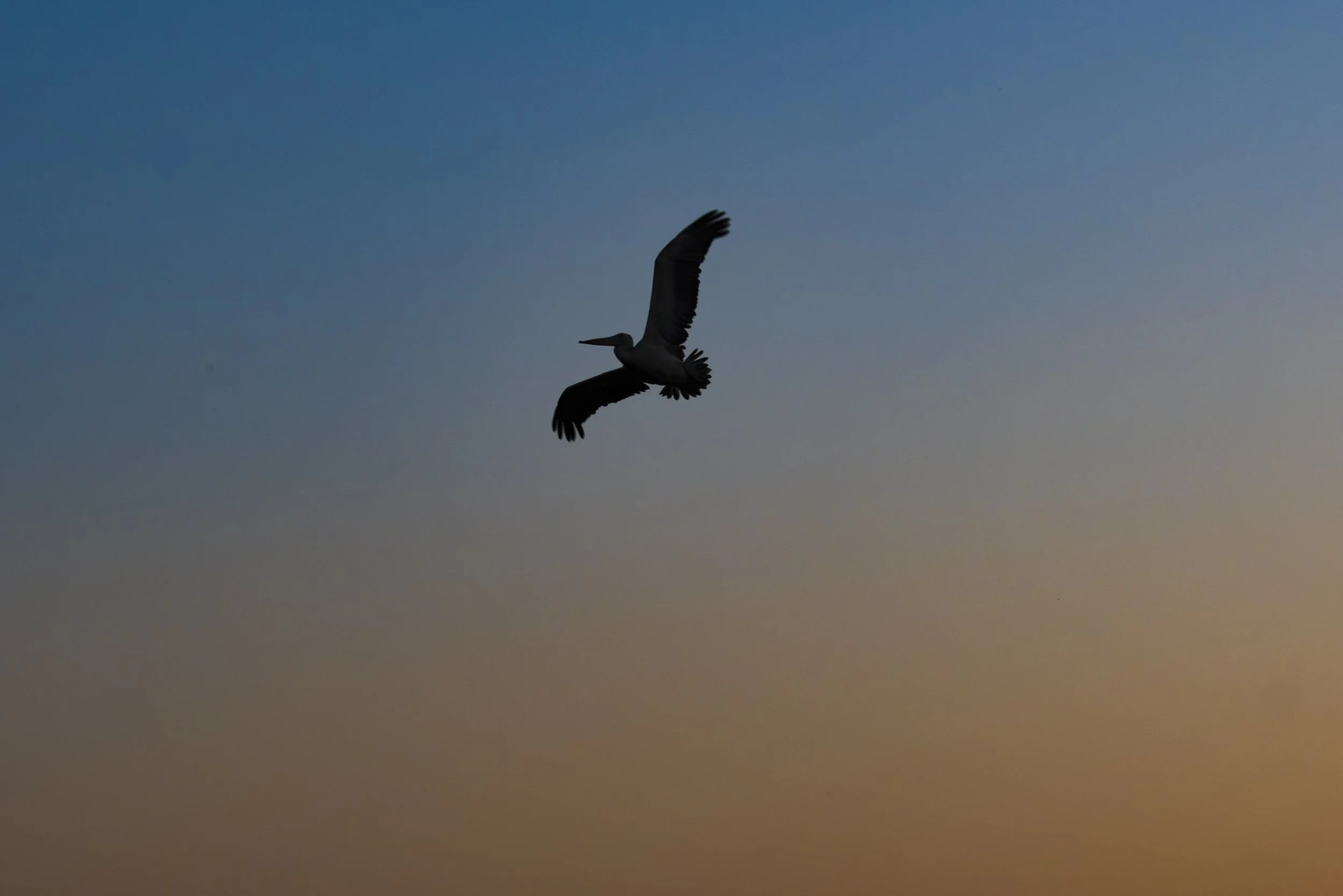 Silhouette of a bird soaring in the evening sky with a gradient color background from blue to yellow.