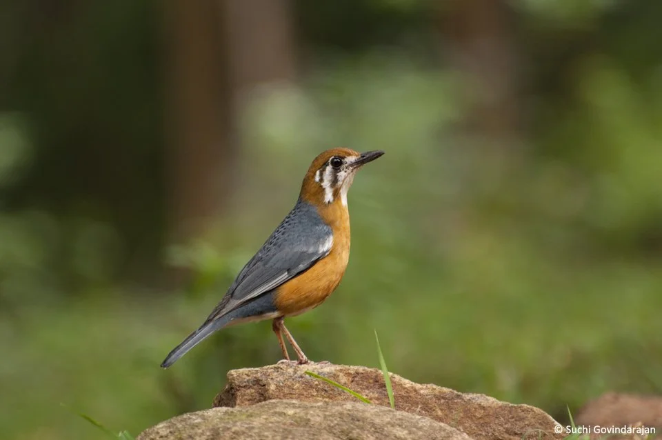 A small bird with a reddish-brown head, white face markings, gray wings, and an orange belly, perched on a rock in a natural green setting.