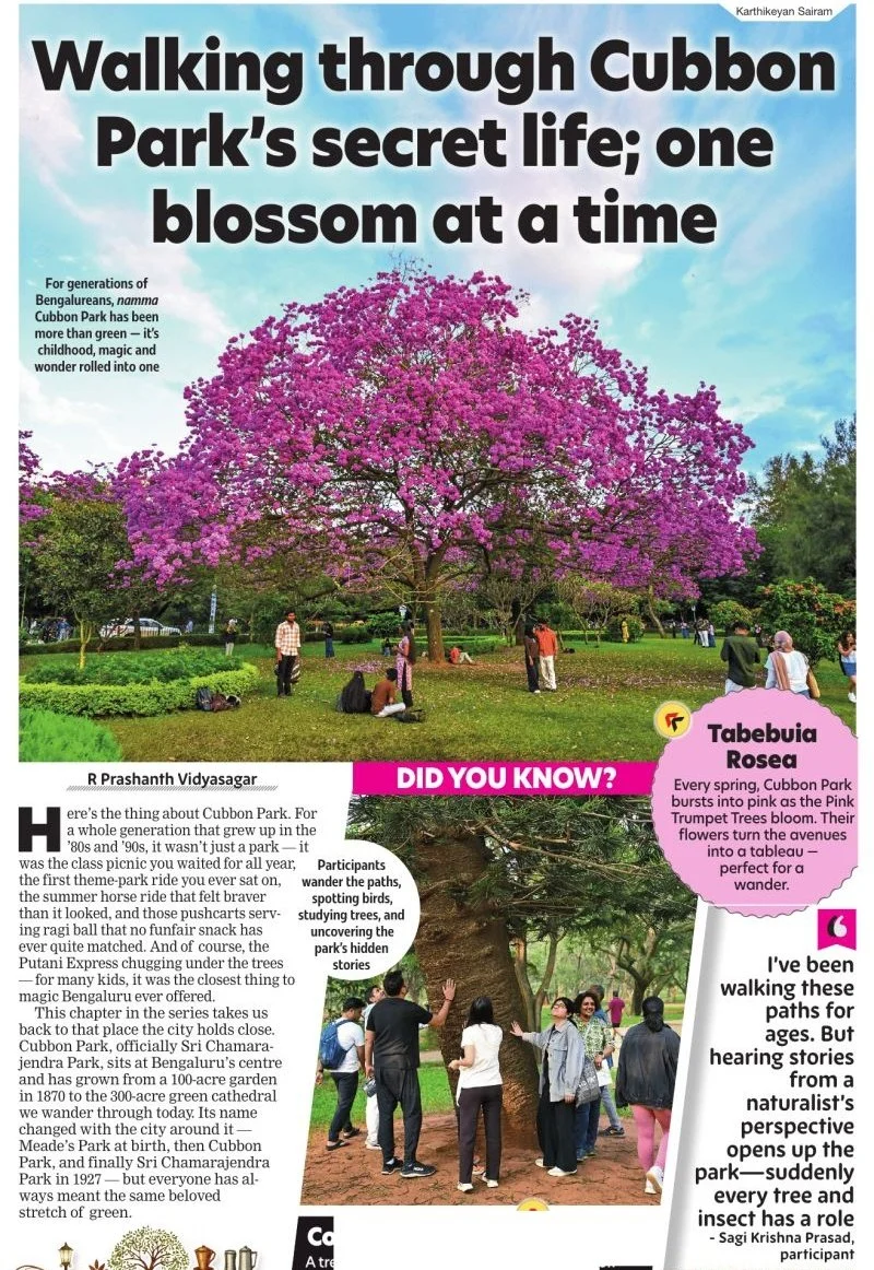Photo of Cubbon Park in Bangalore during spring, with a large pink-blossomed tree and people walking and relaxing nearby.
