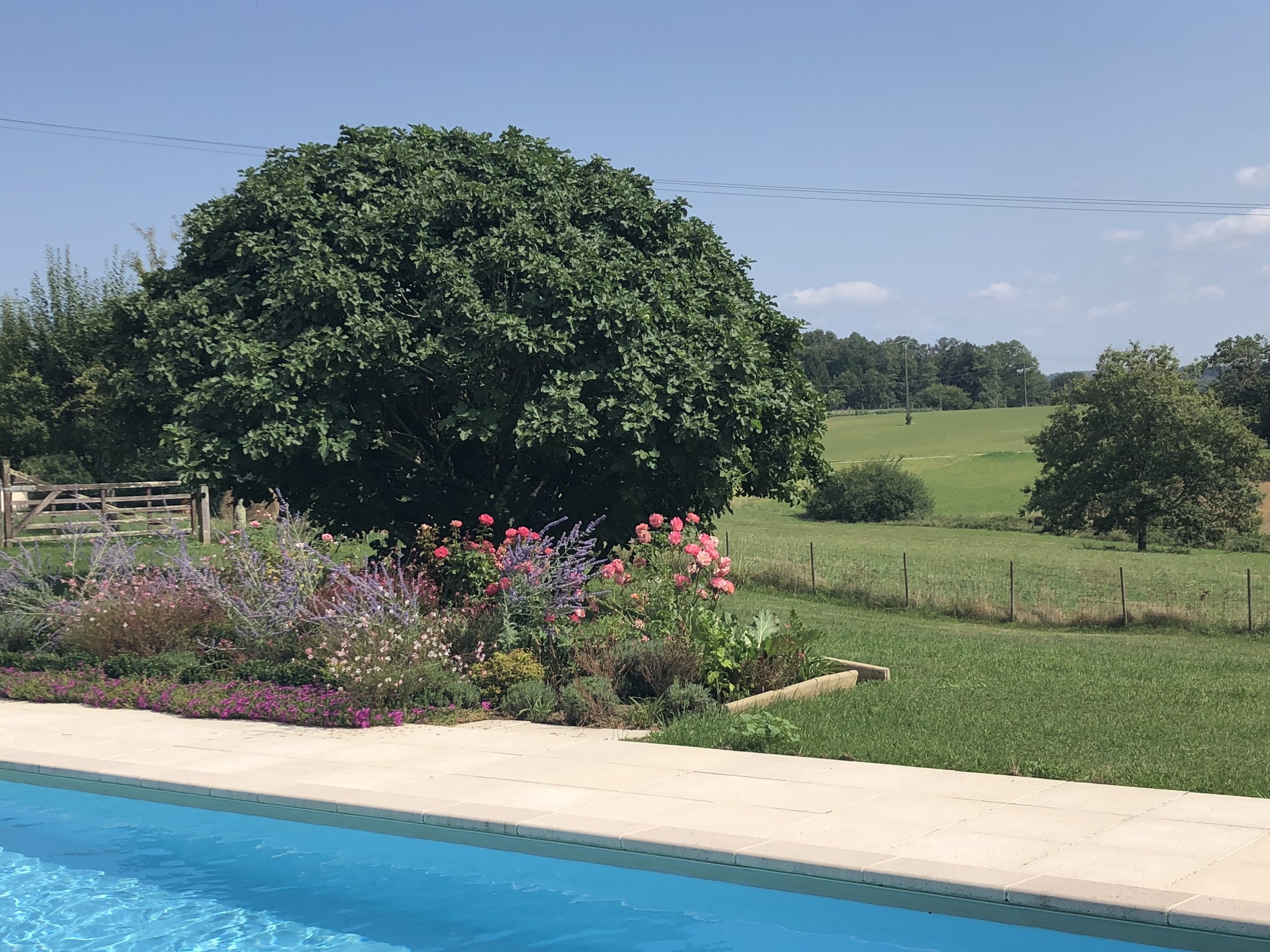 Poolside view