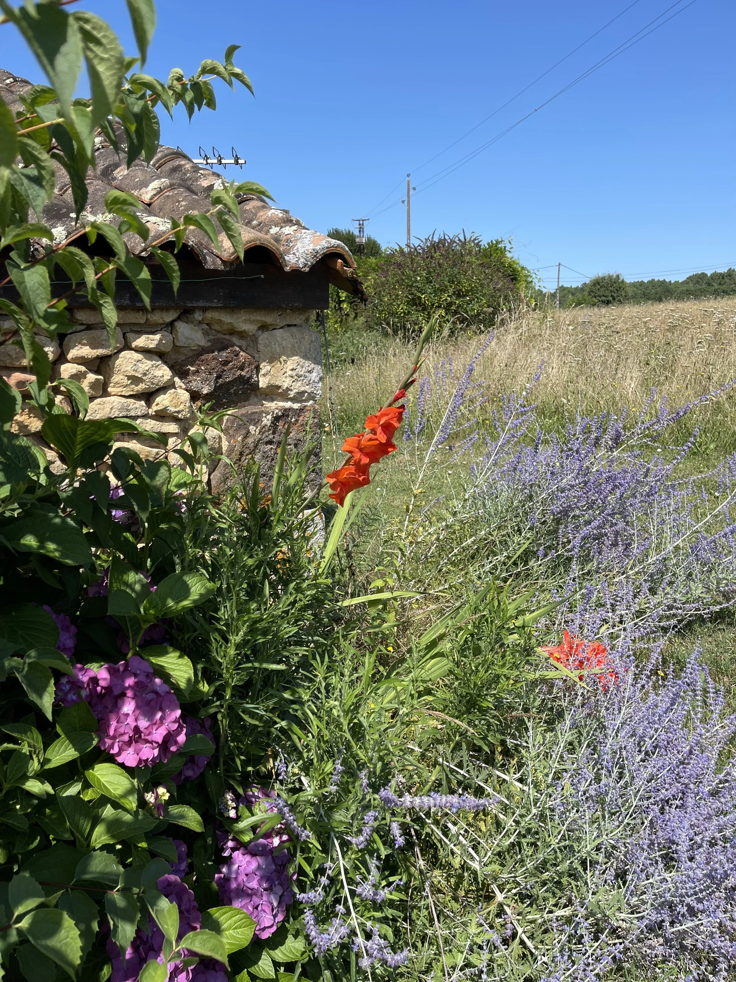 Wild flower meadow