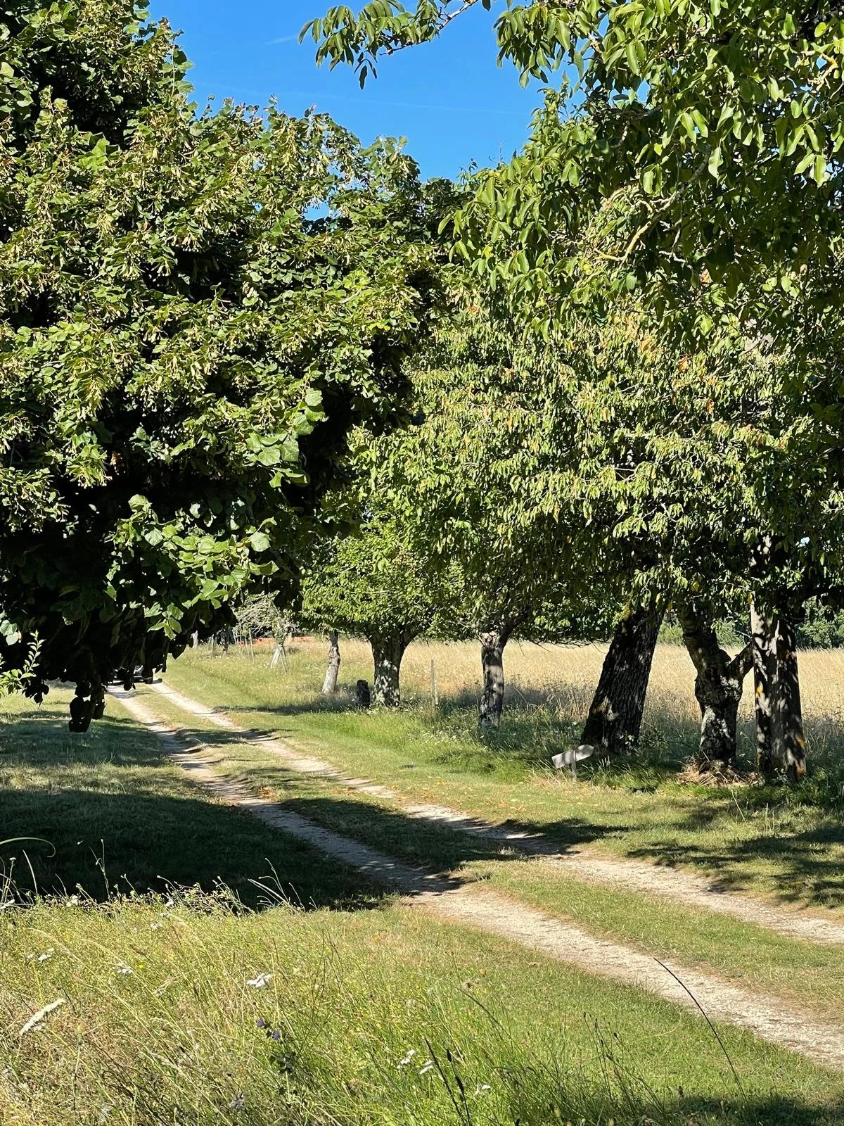 Driveway