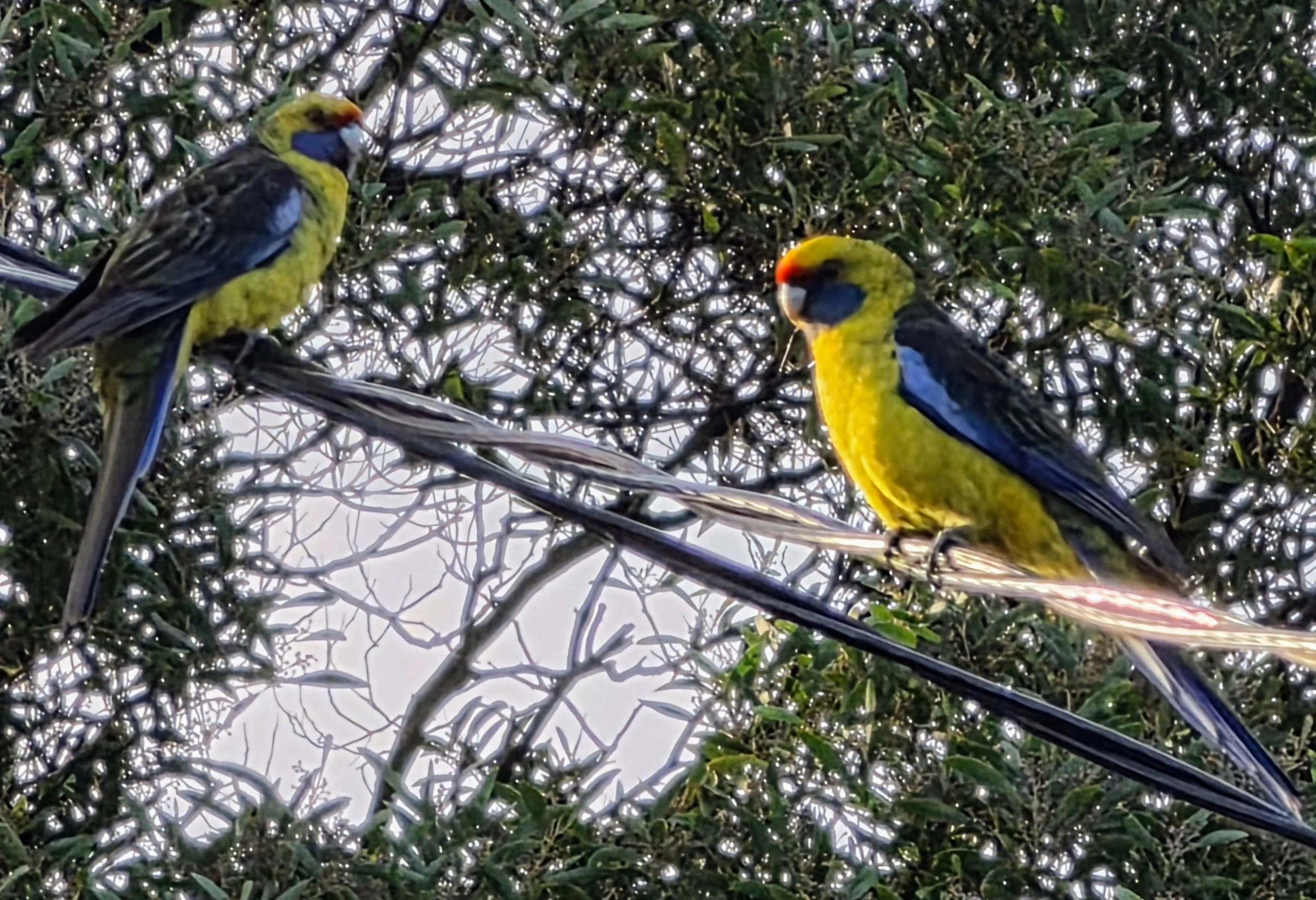 Two colorful birds perched on a tree branch, with dense green foliage and intertwining branches surrounding them.