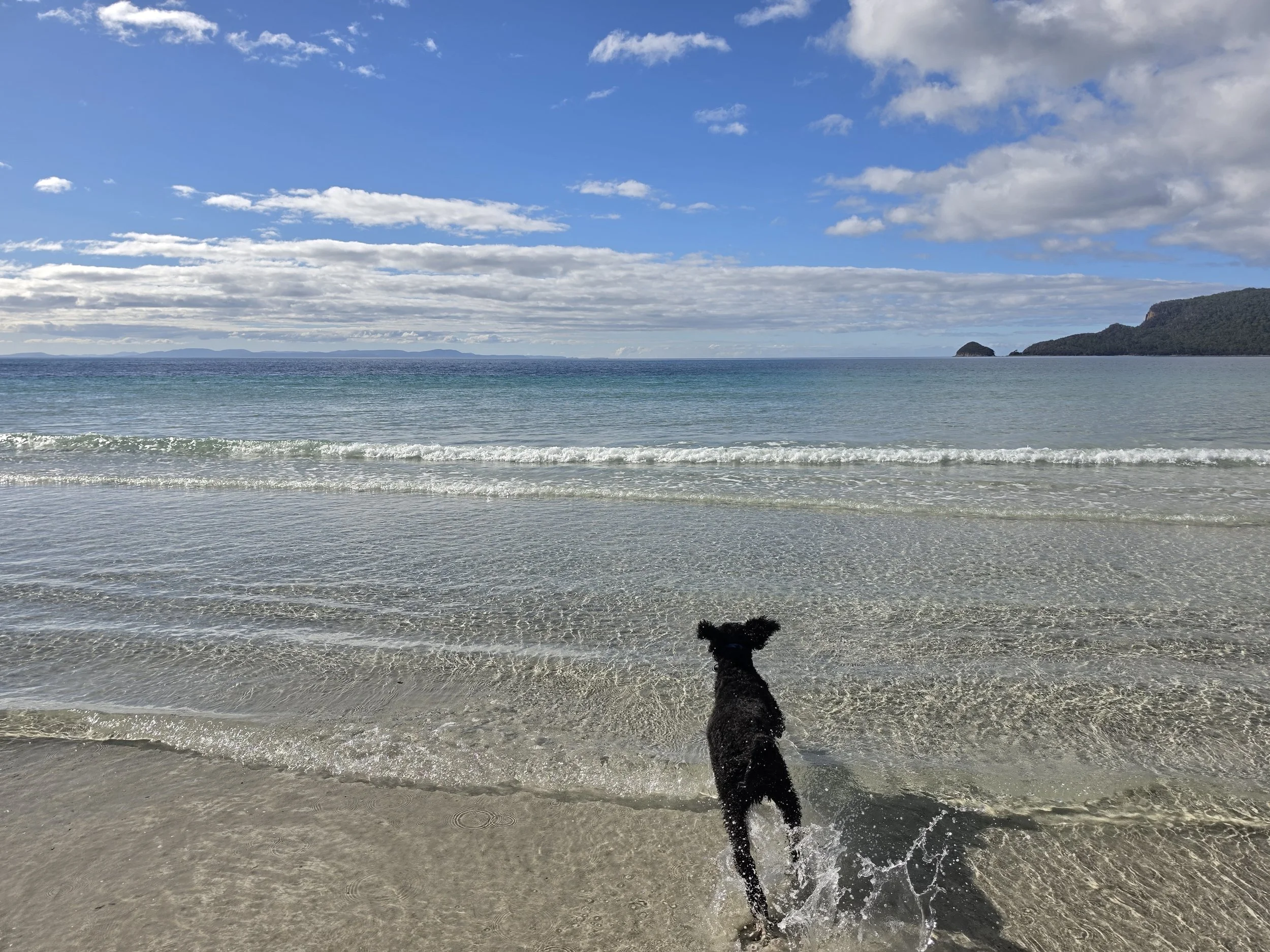 A dog running into the ocean with waves on the beach, a large body of water, and a cloudy blue sky with distant landmasses and islands.
