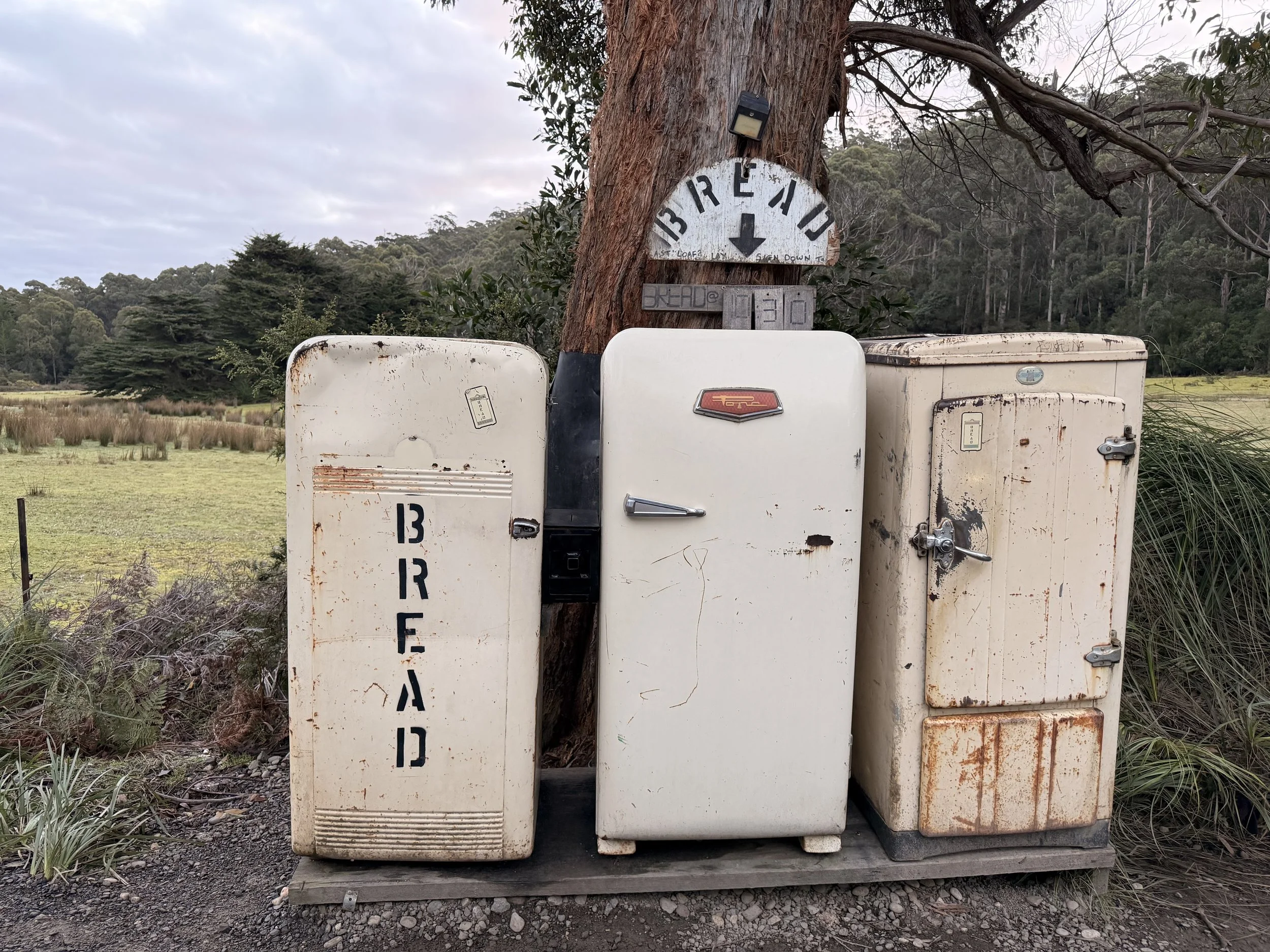 Old, rusty mailboxes attached to a tree in a rural area, with a sign above indicating 'BREAK 1:30' and a black light fixture. Behind there are trees and open fields under a cloudy sky. bruny island bread fridges