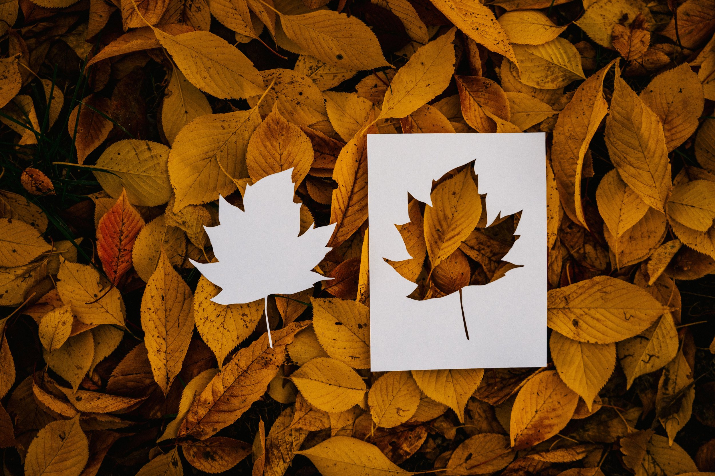 A white paper cutout of two maple leaves is placed on a bed of yellow and brown fallen autumn leaves.