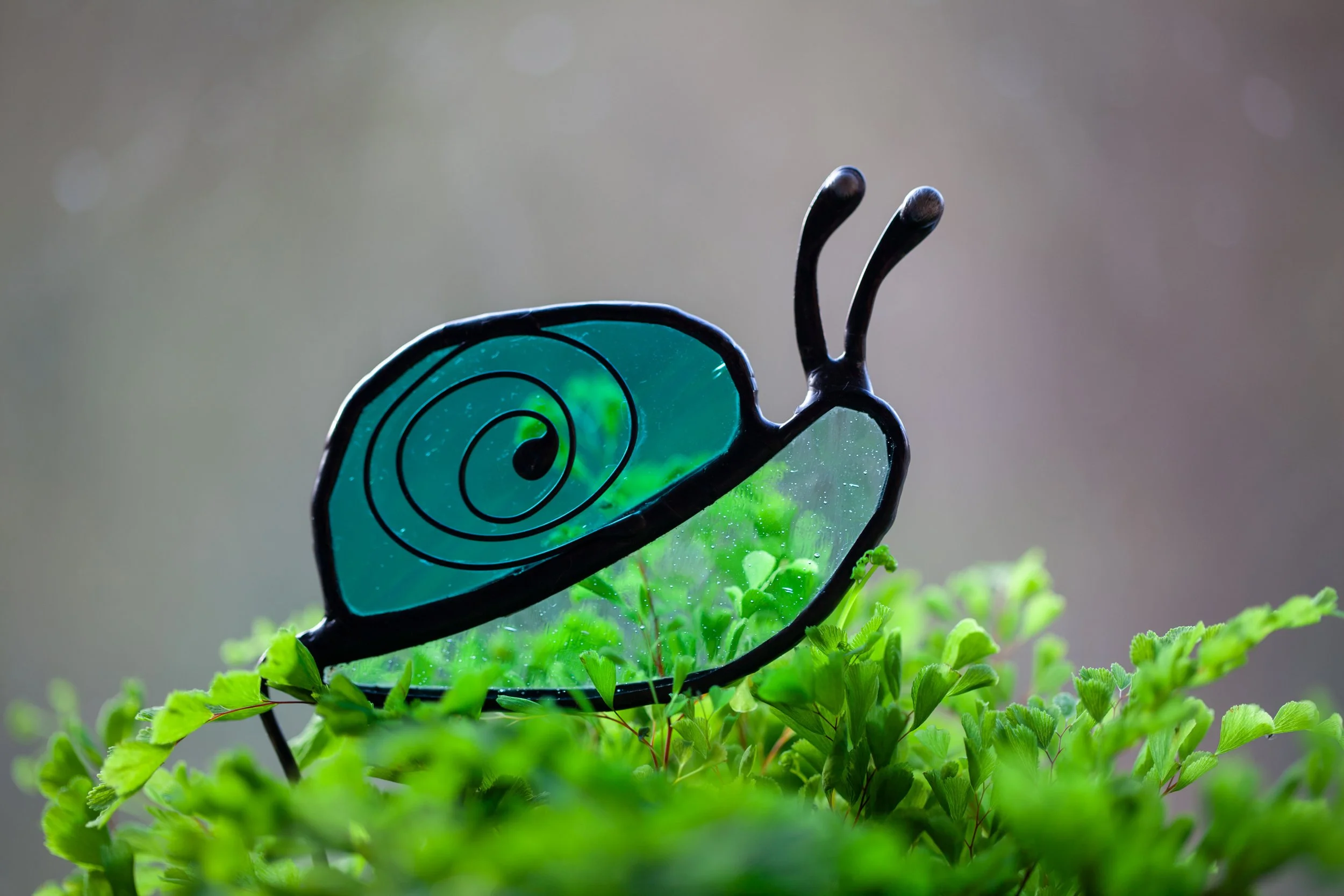 snail4.jpg