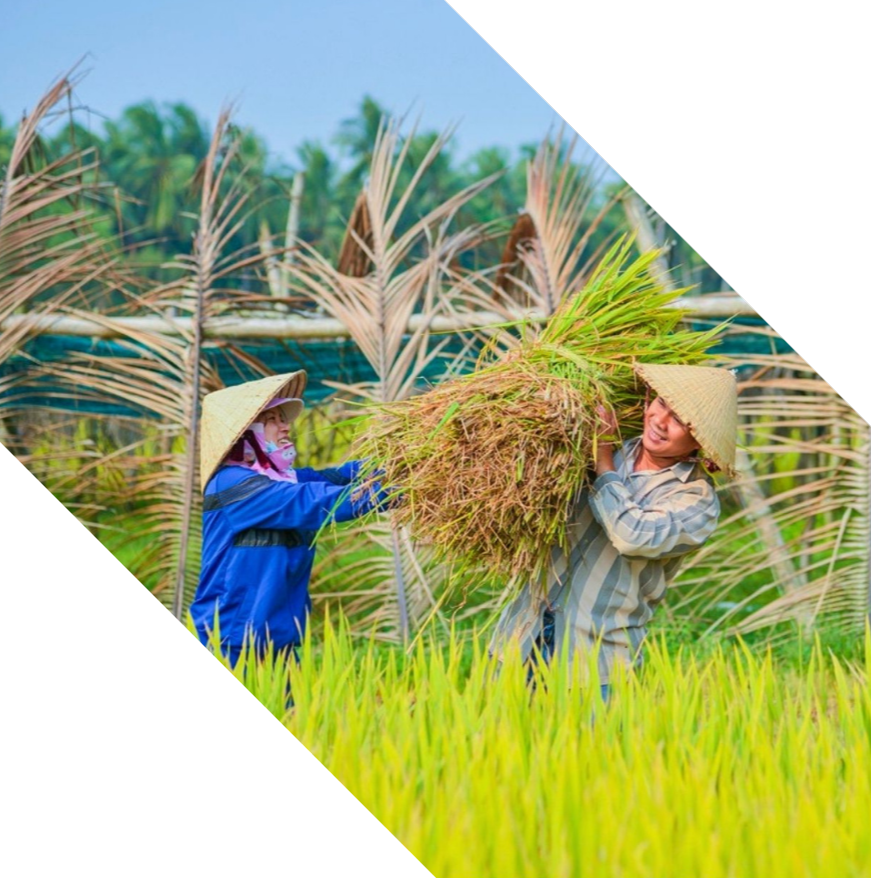 Two farmers wearing traditional straw hats working together in a rice paddy field, harvesting rice plants.
